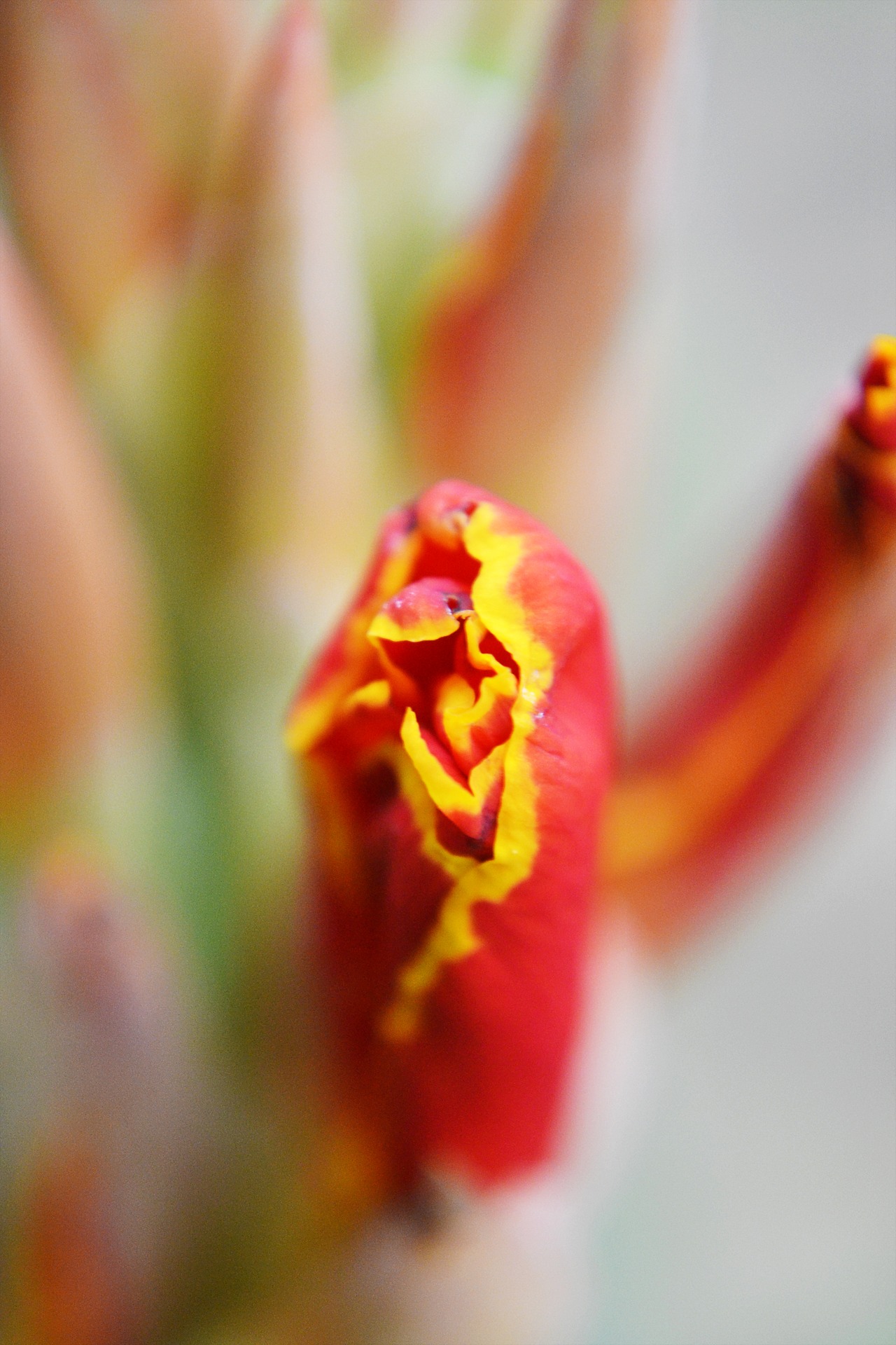 flower bud, growth, fragility, pollen, plant, breeze, no people, mawanella, springtime, soft focus, 1080P, selective focus, fresh, freshness, extreme close-up, Phone HD Wallpaper