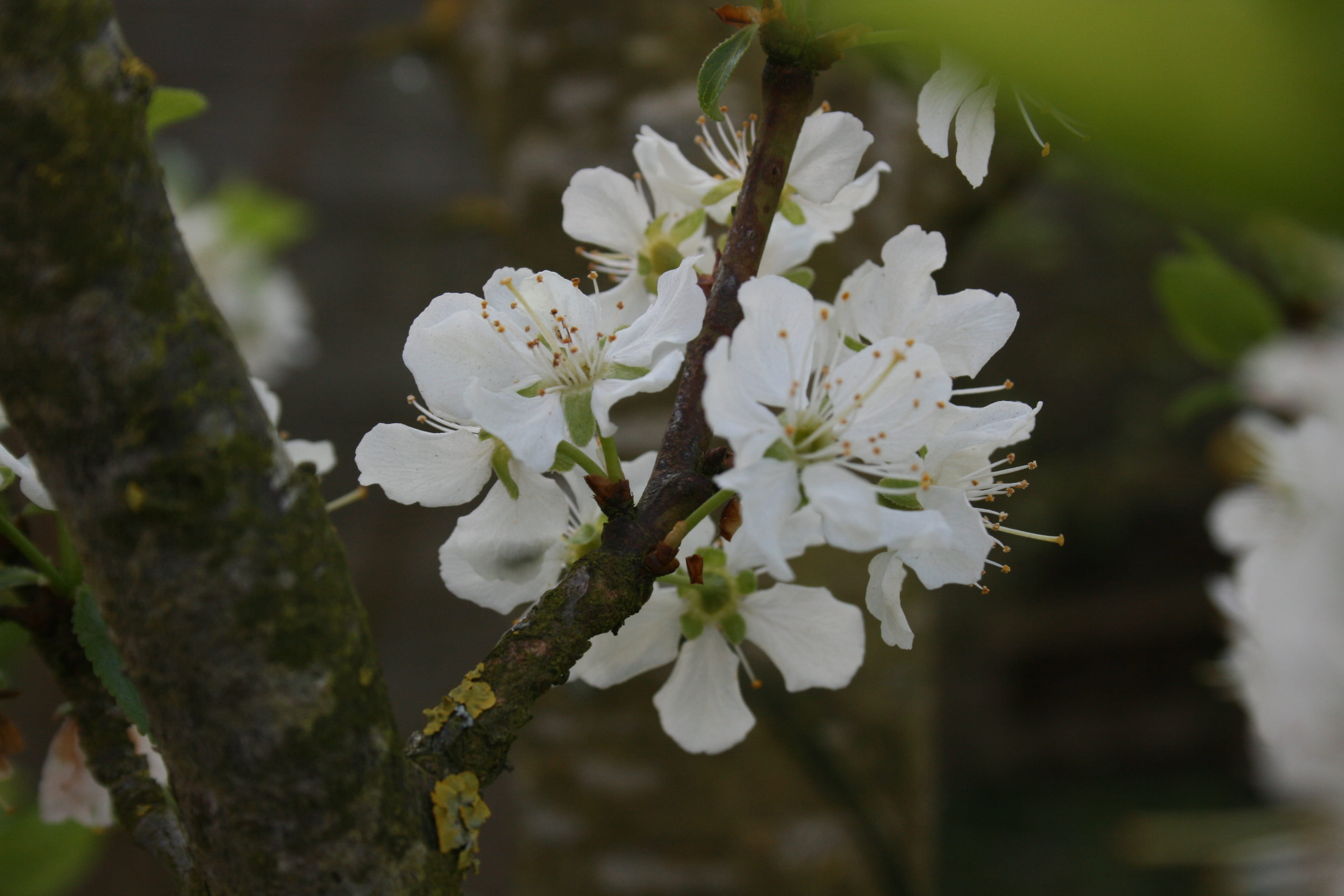 detail, spring, vulnerability, 4K, pollen, inflorescence, fragility, focus on foreground, cherry blossom, cherry tree, apple, outdoors, petal, flower, HD Wallpaper
