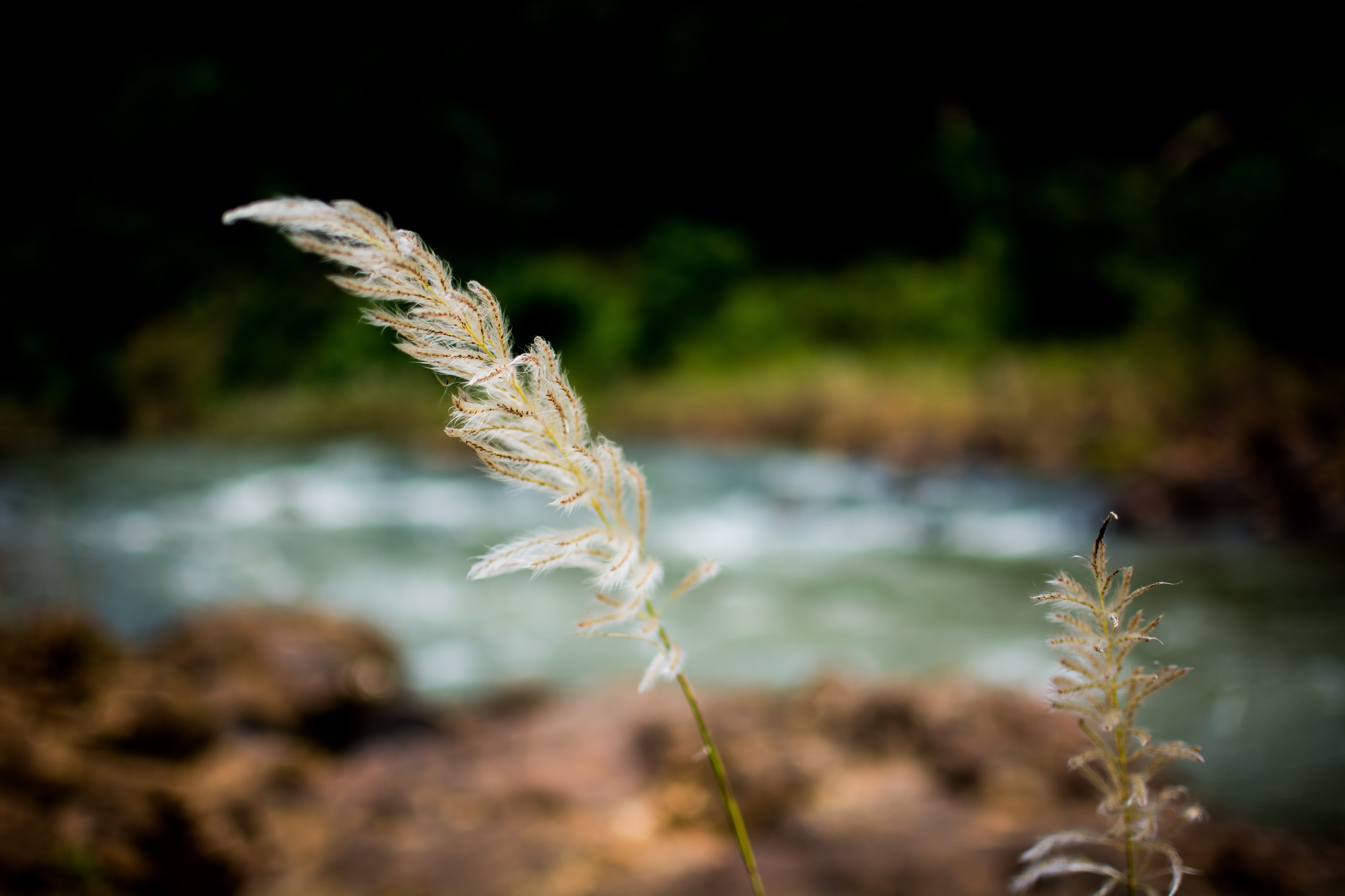 nature, landscape, gardening, field, sunny, farm, photography, focus, vulnerability, summer, environment, beauty in nature, white color, yellow, plant stem, HD Wallpaper