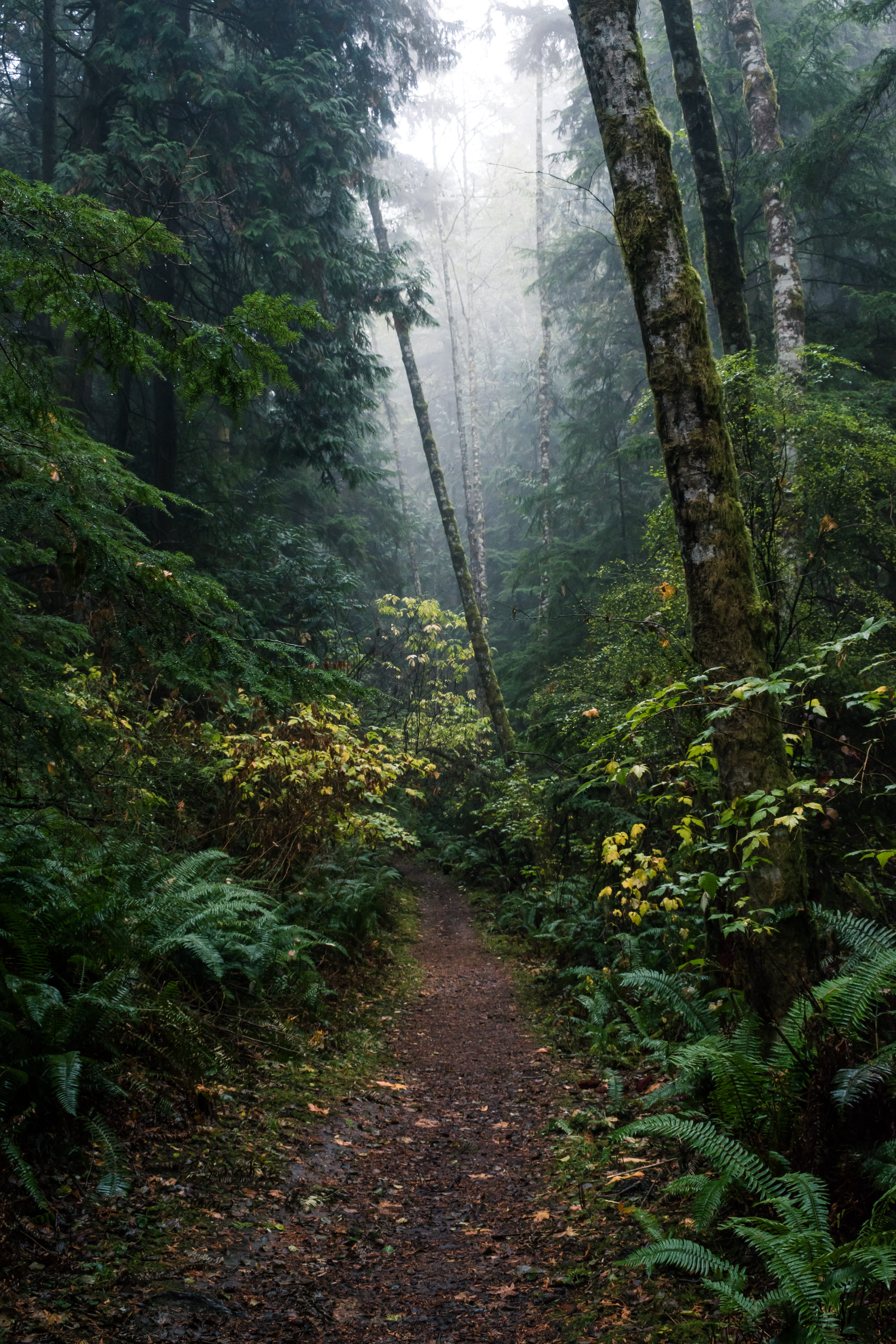 the way forward, washington, day, national parks, landscape, plant, no people, scenics - nature, salt creek, woods, woodland, direction, pines, growth, Phone HD Wallpaper