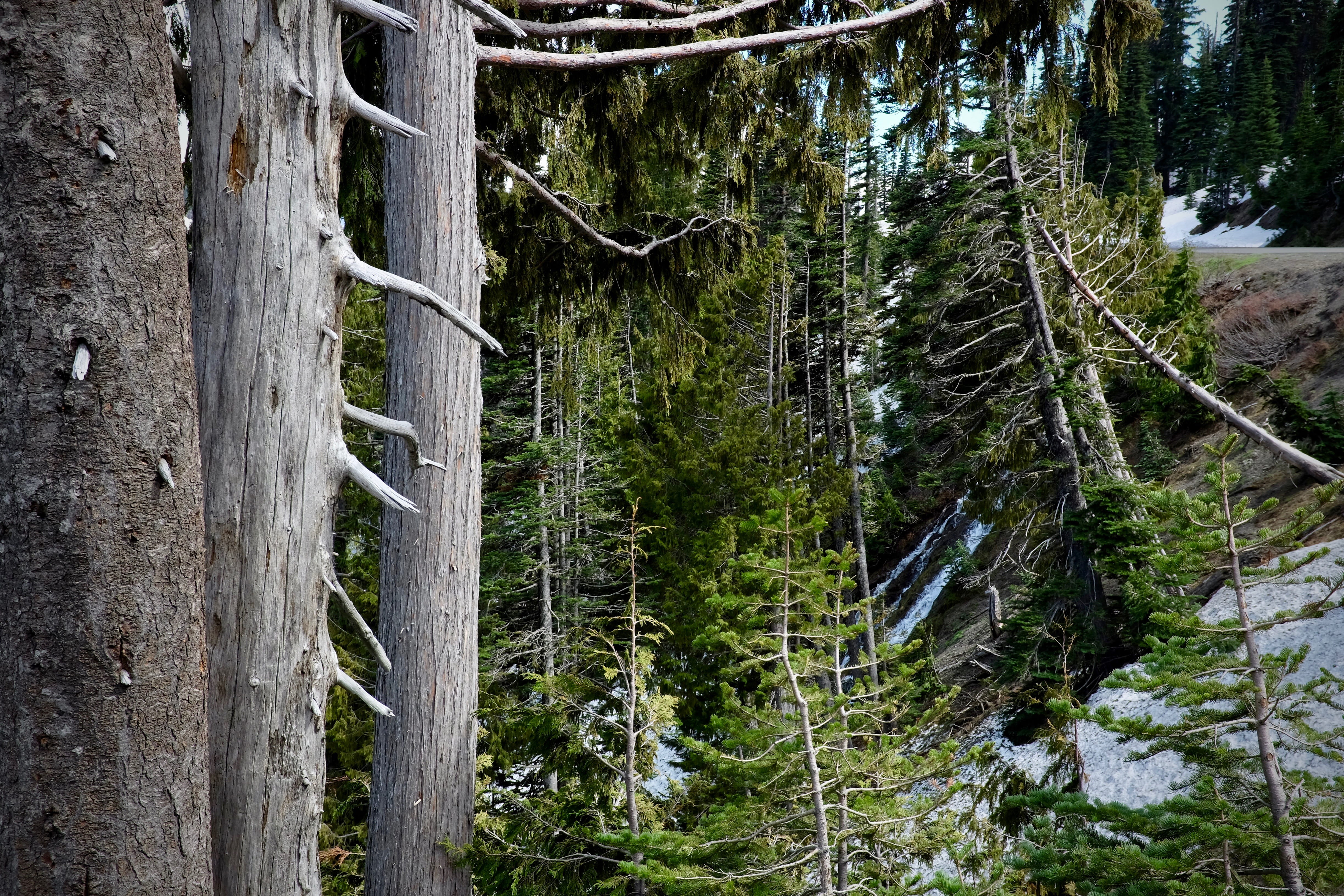 united states, woodland, trees, beauty in nature, plant, pine tree, hurricane ridge ski area, washington state, coniferous tree, power in nature, tree trunk, HD Wallpaper