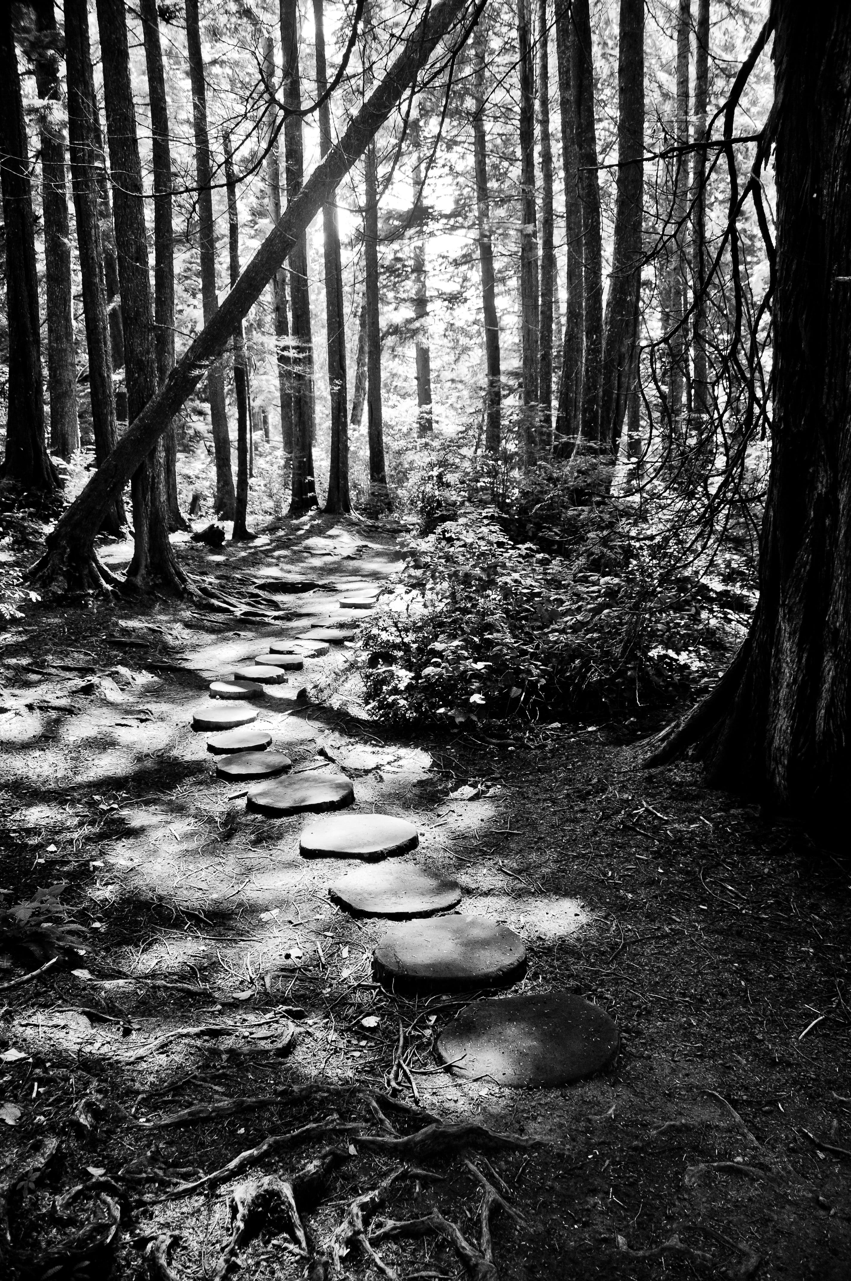 olympic national park, trunk, 4K, port angeles, washington, united states, land, tree, white, day, tranquil scene, growth, tranquility, no people, floor, Phone HD Wallpaper