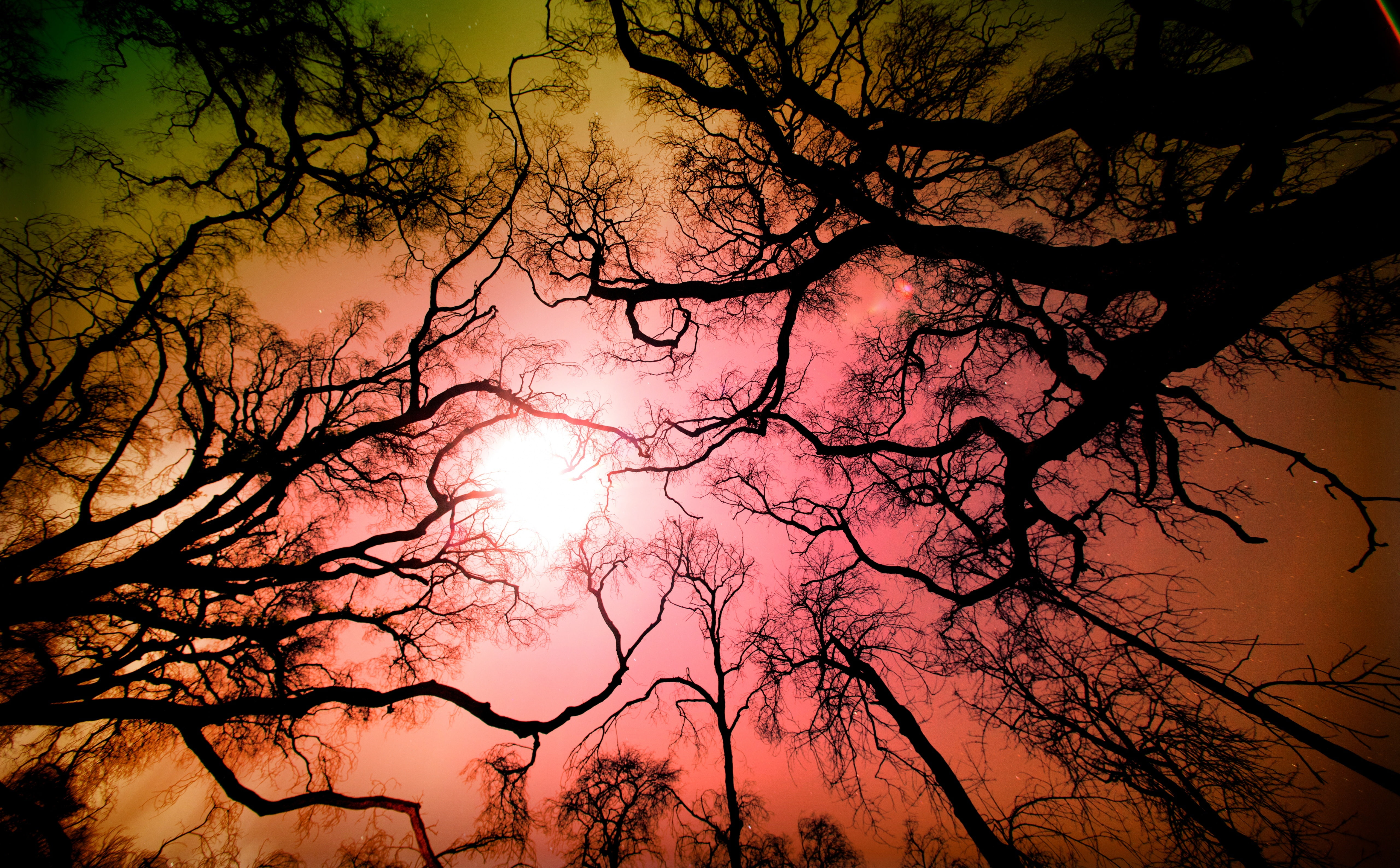 tranquility, tree trunk, sky, orange color, plant, tranquil scene, fire damage, idyllic, low angle view, Big Tujunga Canyon, Tujunga, tree, outdoors, 5K, HD Wallpaper