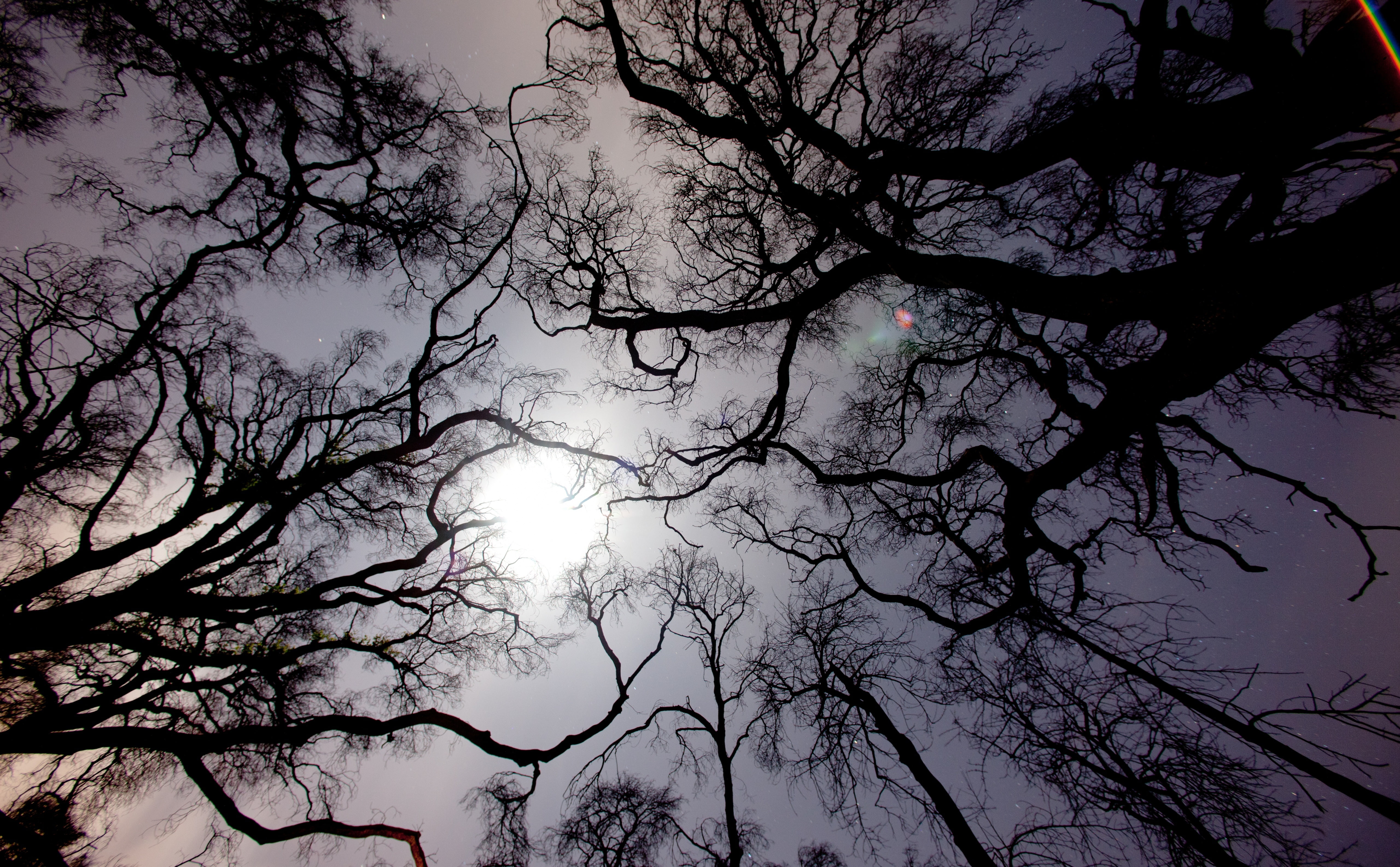 fire damage, trees, Nature, tree, arms, Fire, California, Tujunga, bare, scenics - nature, Sun and Sky, low angle view, sunlight, moonlight, silhouette, HD Wallpaper