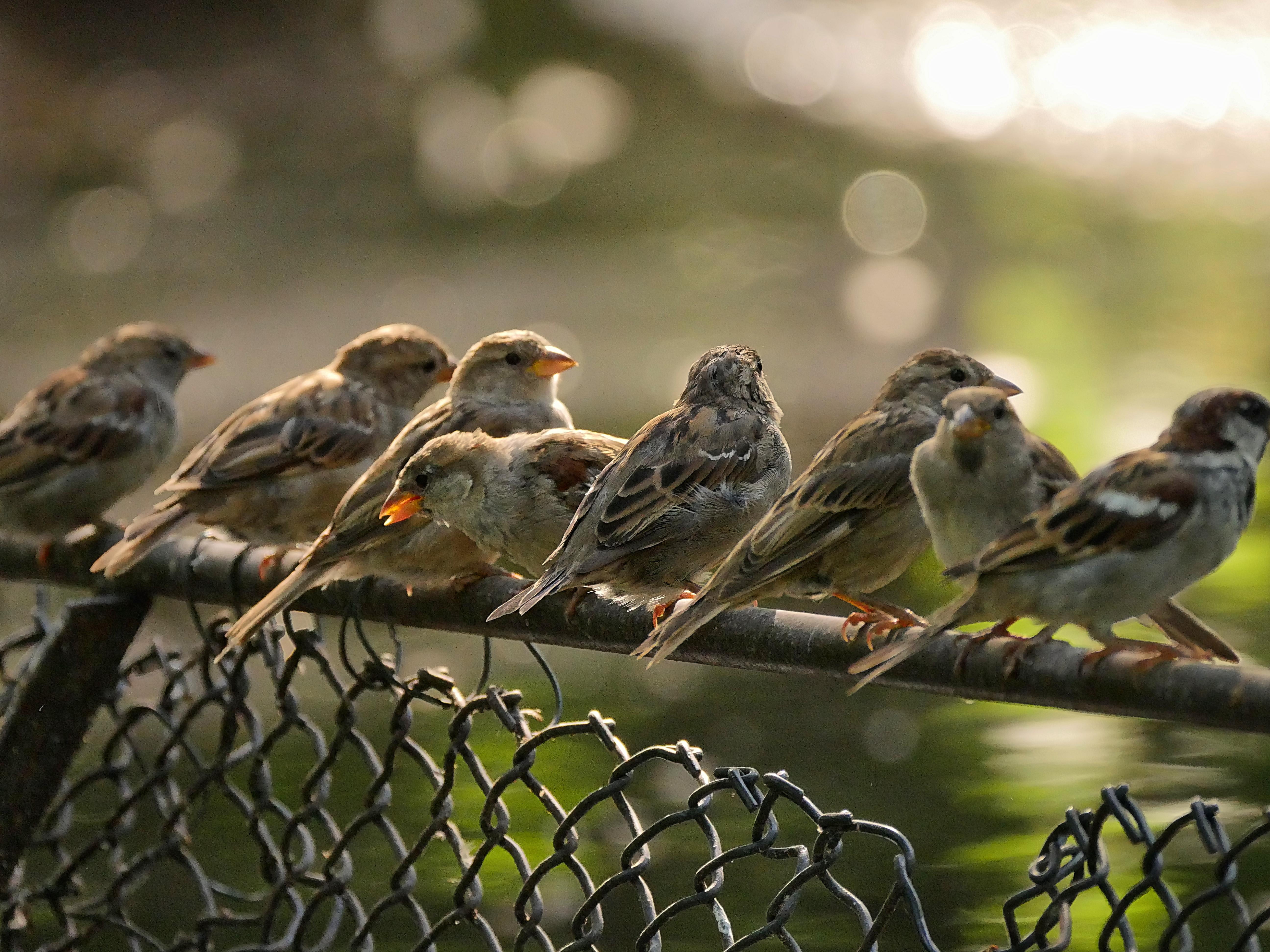 outdoors, sparrow, 5K, DG, selective, animal, Spar, birds, wildlife, Elmar, bird, Vario, photo, eight, selective focus, rows, nature, focus, Leica, HD Wallpaper