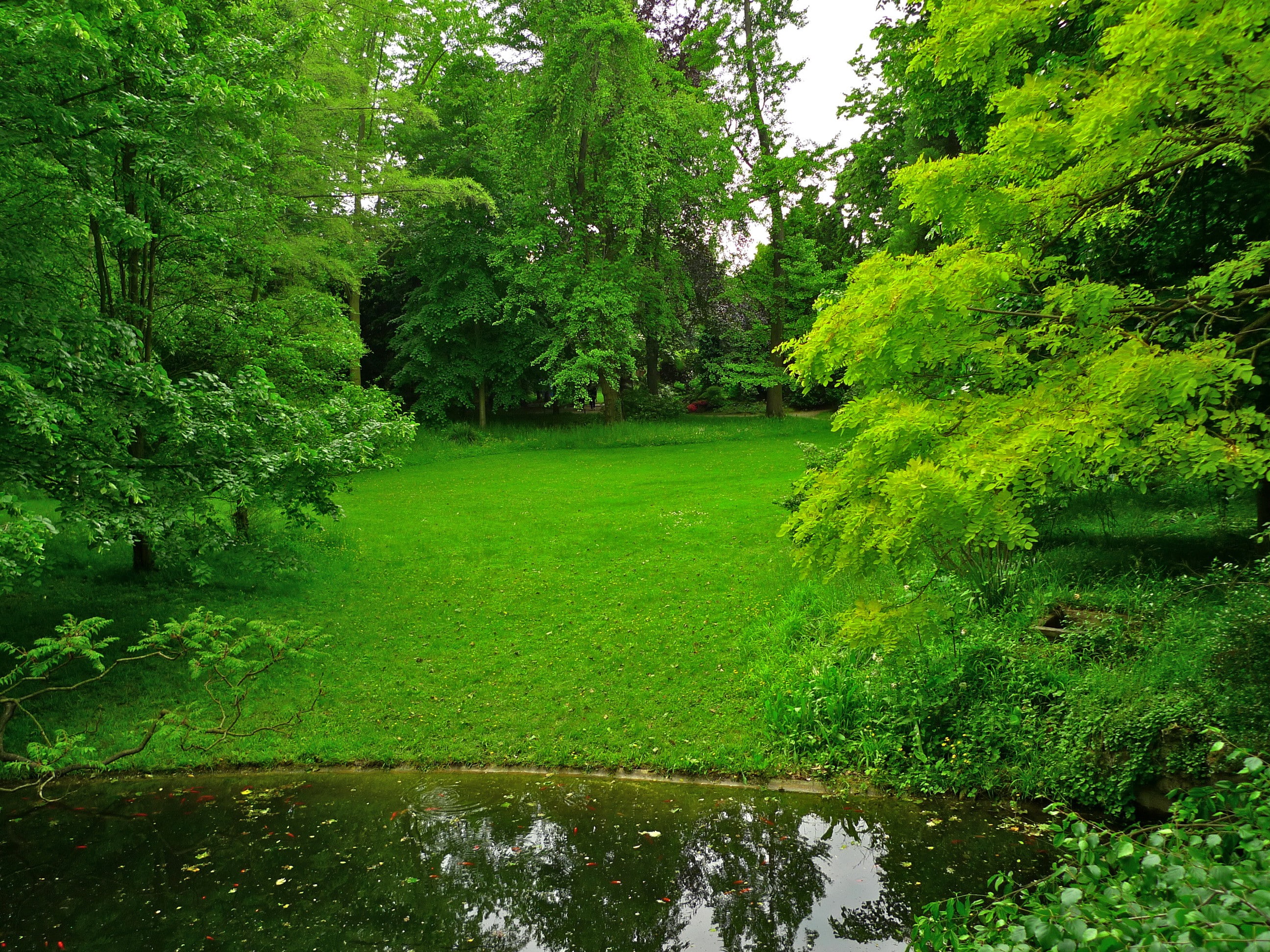 green, kahn, France, japanese, tree, 2K, pond, park, grass, lawn, albert, leaf, trees, gardens, Albert-Kahn Japanese gardens, greens, HD Wallpaper