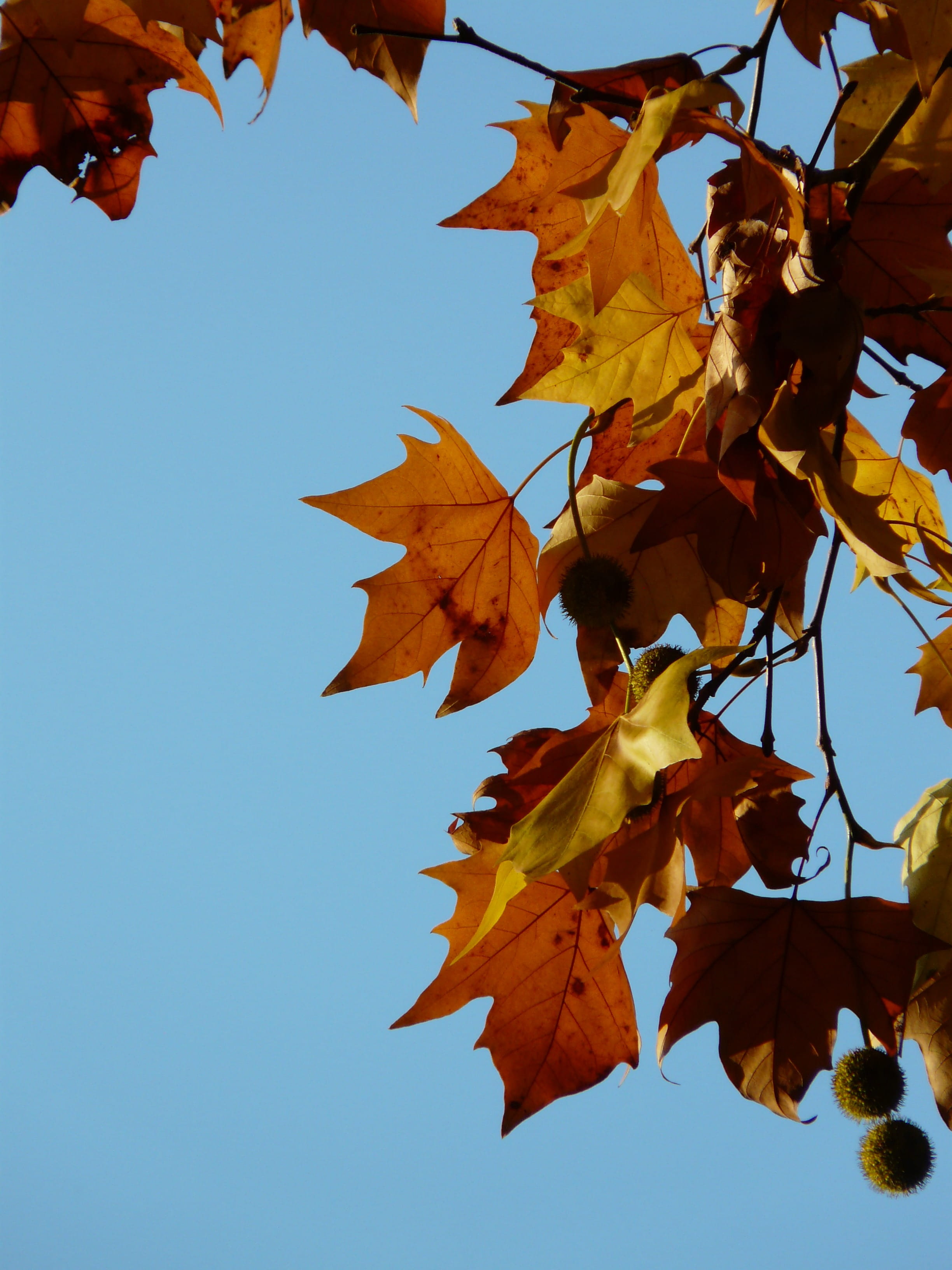 2K, common plane, maple tree, no people, outdoors, close-up, golden, plant, sun, platanus hispanica, orange color, plant part, branch, focus on foreground, Phone HD Wallpaper