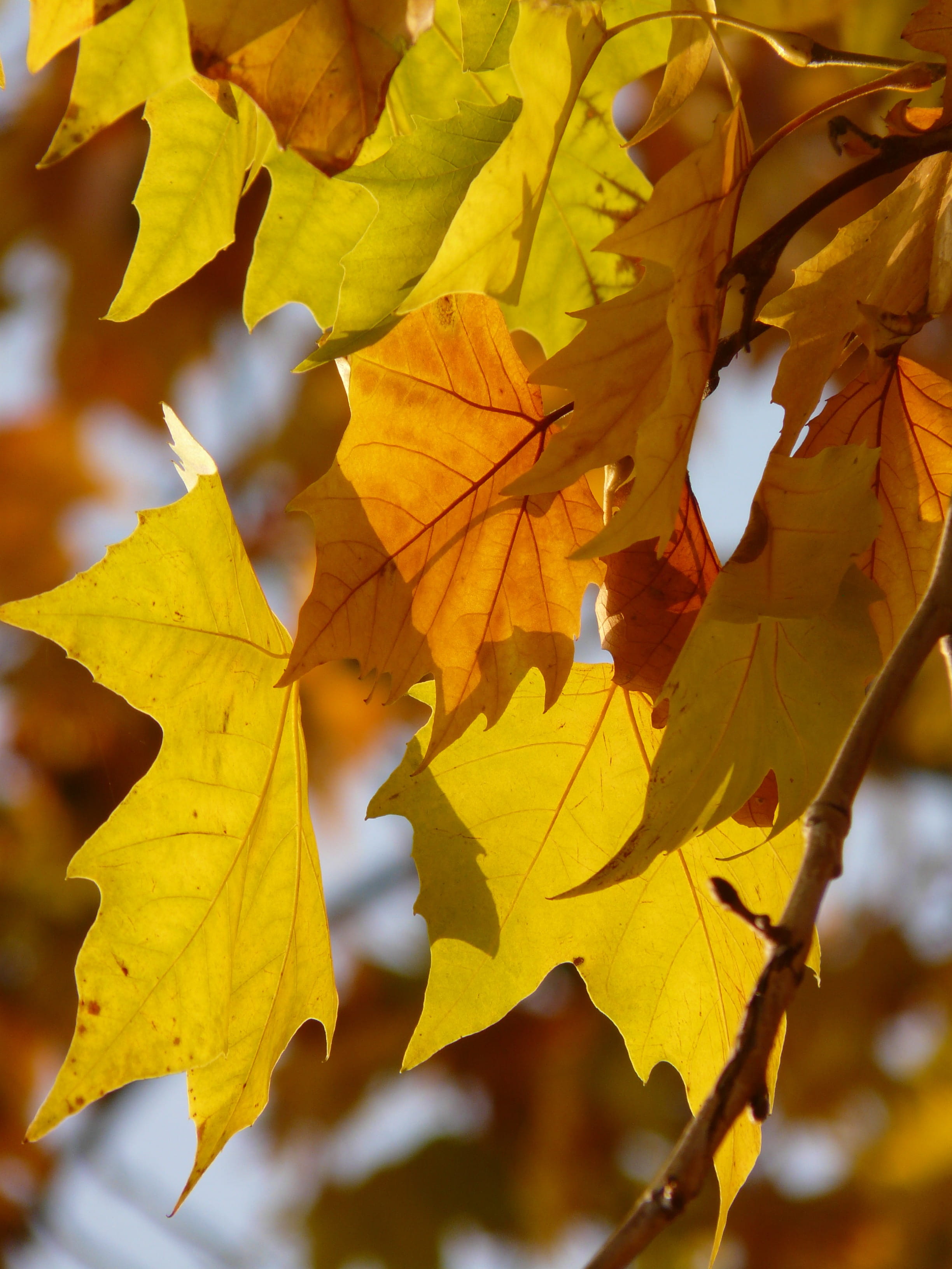 outdoors, back light, tree, maple leaved plane, natural condition, leaved, autumn, maple leaf, day, maple tree, autumn forest, autumn collection, 2K, plant part, Phone HD Wallpaper