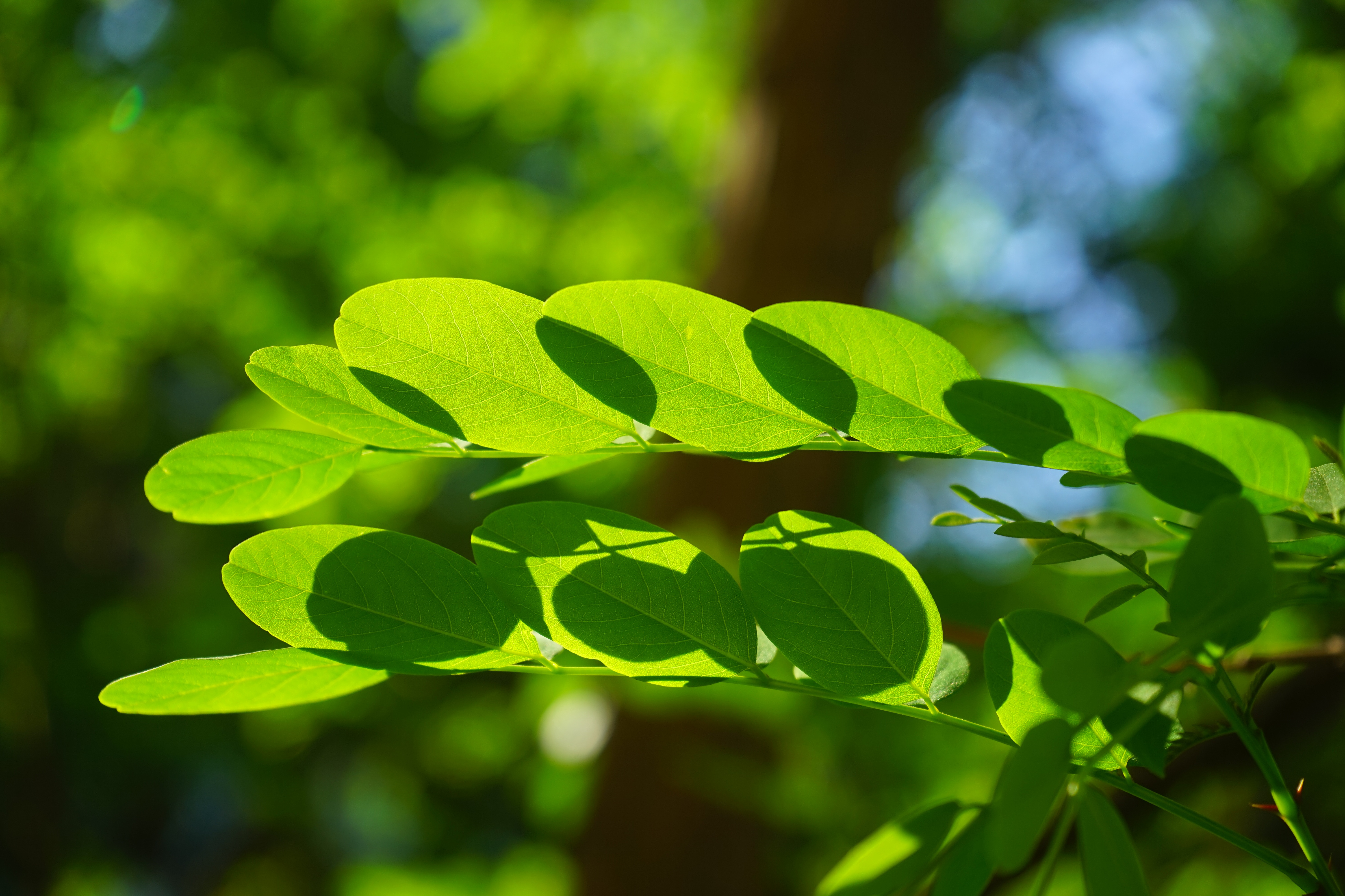 leaf veins, beauty in nature, leaf structures, no people, green color, freshness, branch, focus on foreground, early summer pasture plant, dark green, bright green, HD Wallpaper