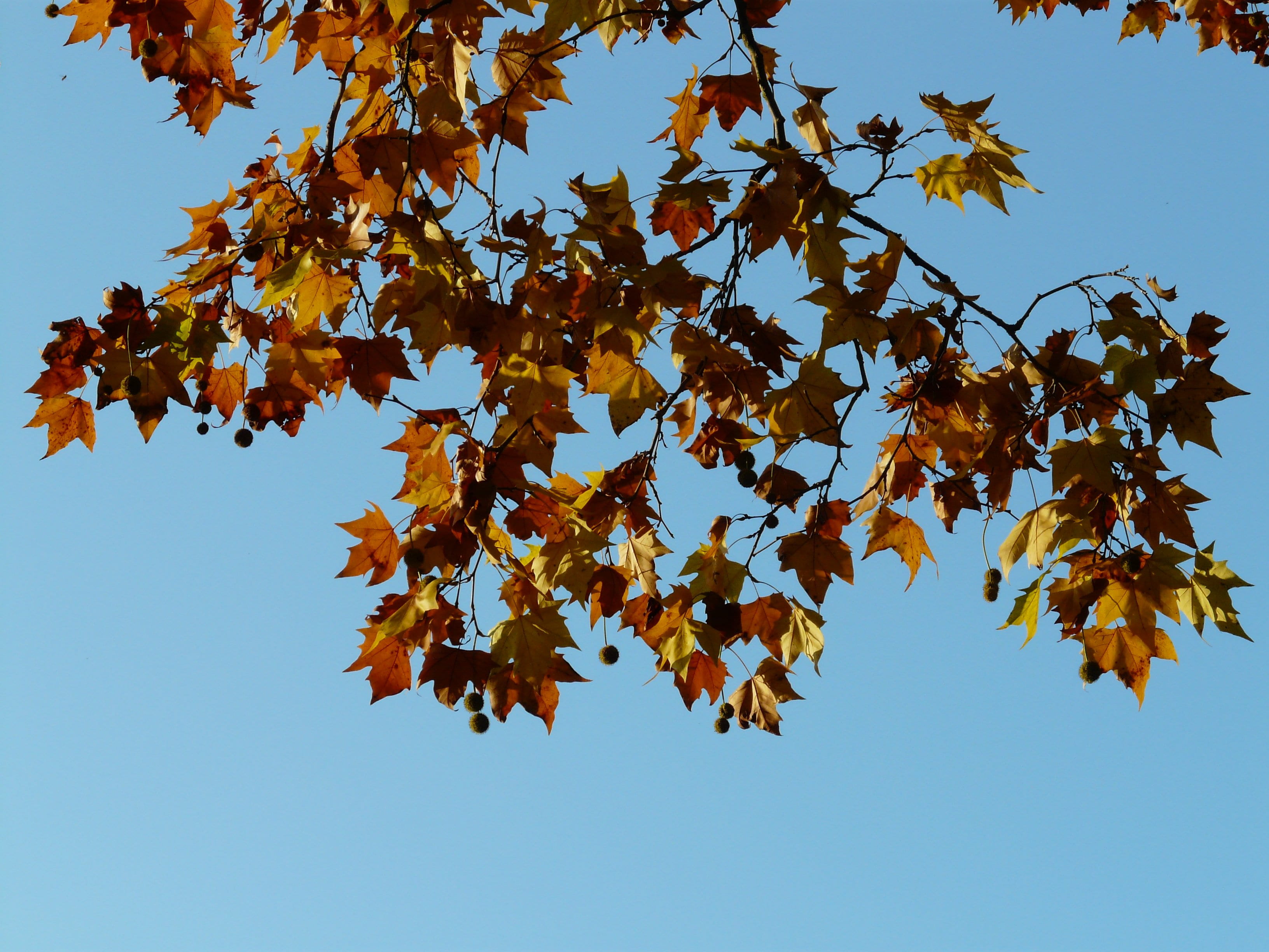 change, no people, clear sky, plant part, plant, maple leaved plane, 2K, platanus hispanica, maple leaf, maple, bastard plane, plane, colorful, sky, sun, HD Wallpaper