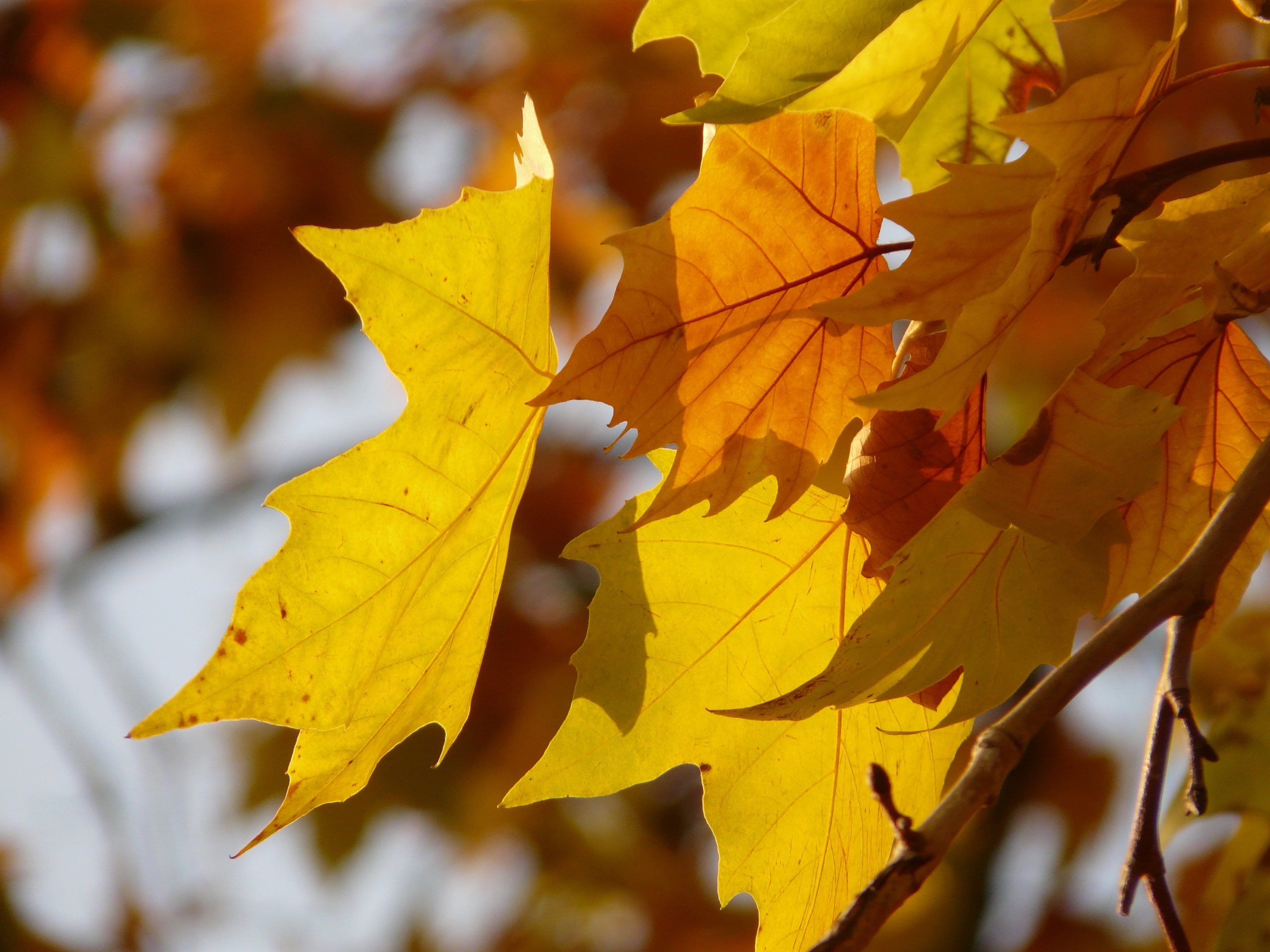 outdoors, gold colored, day, change, plant part, plant, yellow, colorful, fruit, Plane, platanaceae, branch, growth, back light, leaf vein, close-up, nature, HD Wallpaper