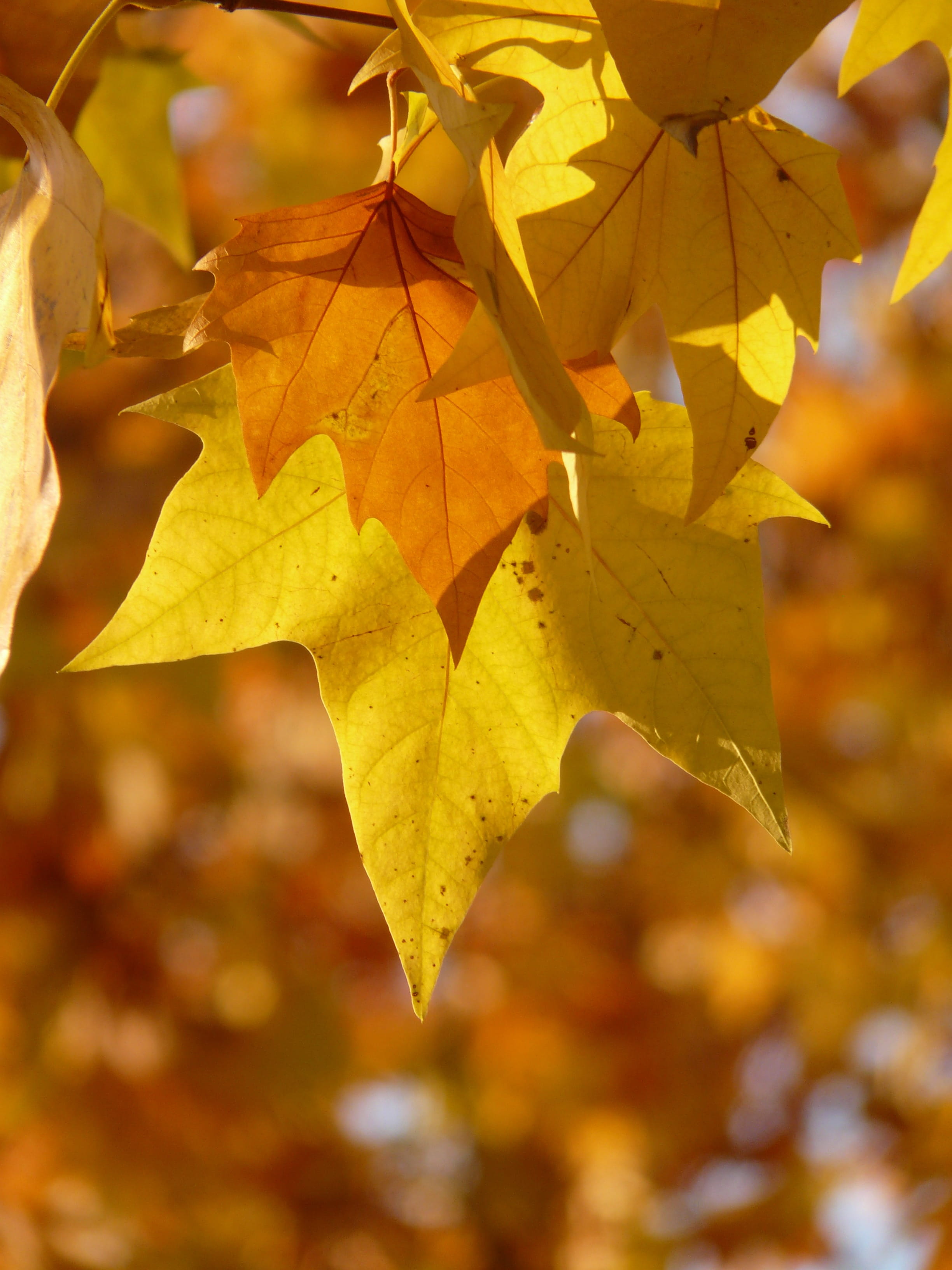 golden, autumn, plant, bright, hybrid plane, 2K, maple leaved plane, platanus hispanica, platanaceae, focus on foreground, yellow, bastard plane, sycamore, Phone HD Wallpaper