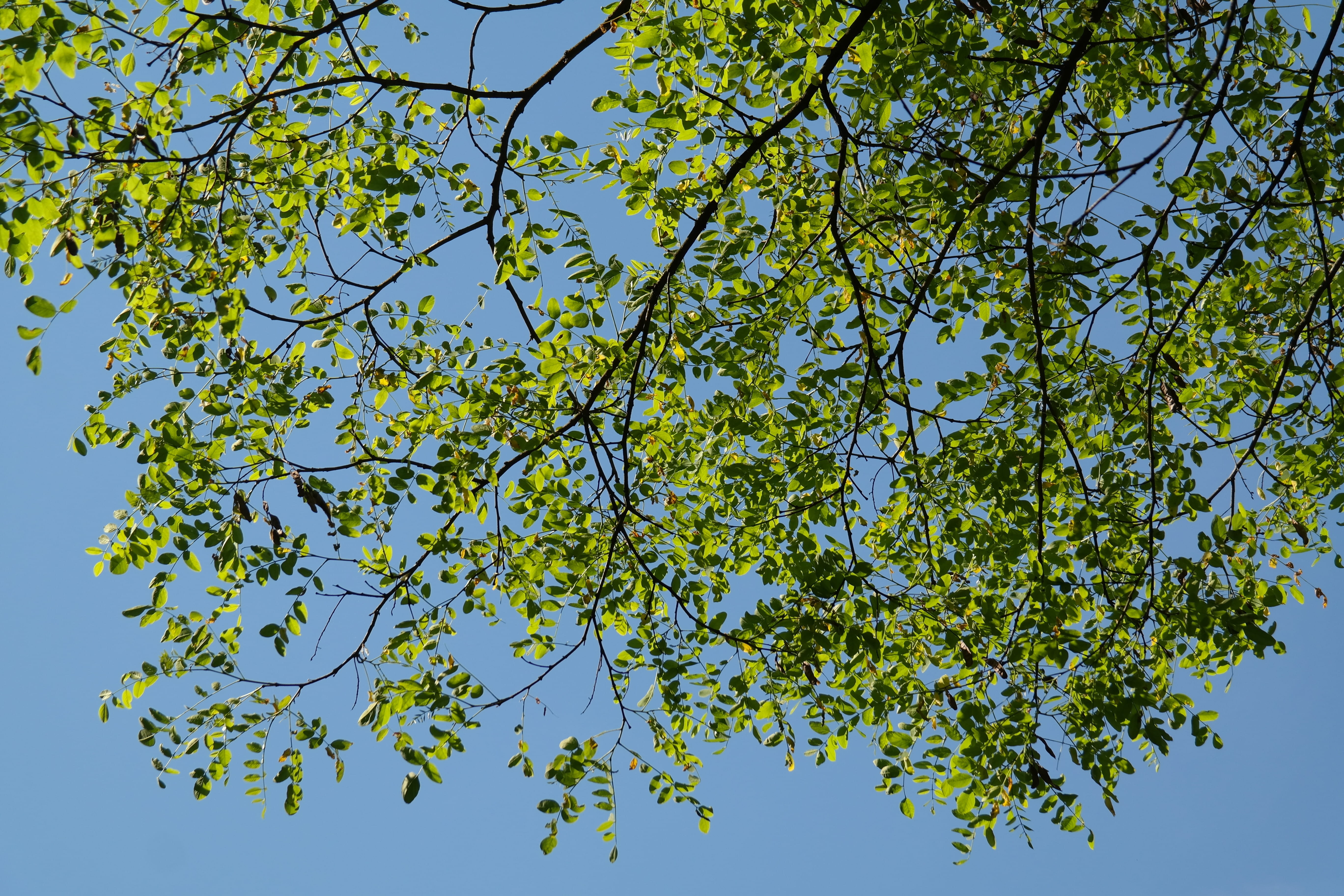 low angle view, deciduous tree, clear sky, false acacia, summer green deciduous tree, blue, beauty in nature, tree canopy, growth, scenics - nature, tree, HD Wallpaper
