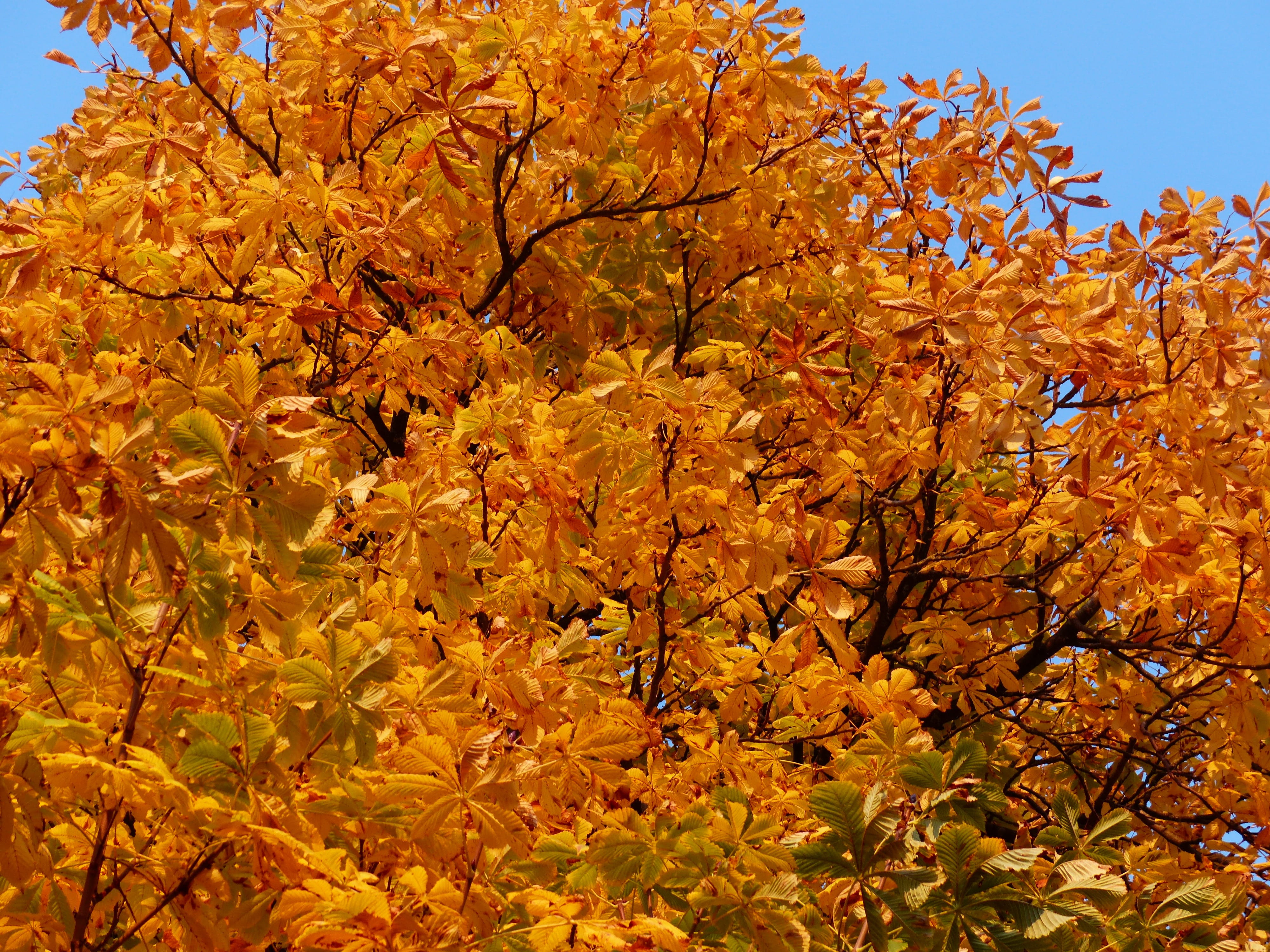 maple leaf, fall leaves, forest, ordinary rosskastanie, back light, buckeye, autumn collection, Gold, season, fall foliage, autumn, white rosskastanie, HD Wallpaper