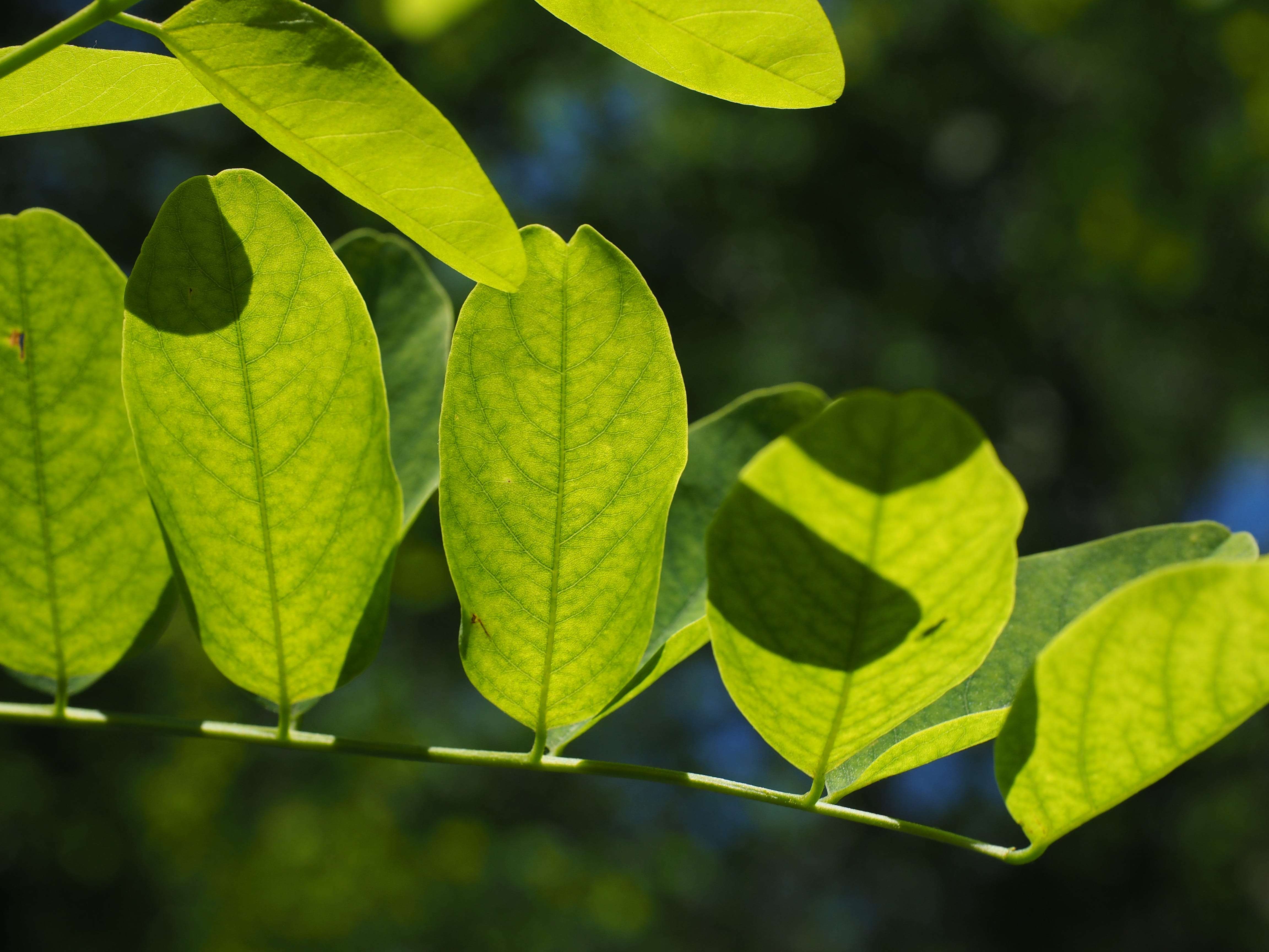 bees, 4K, leaf, green color, leaf green, plant part, early summer pasture plant, robinia, freshness, dark green, translucent, silver rain, outdoors, sunlight, HD Wallpaper
