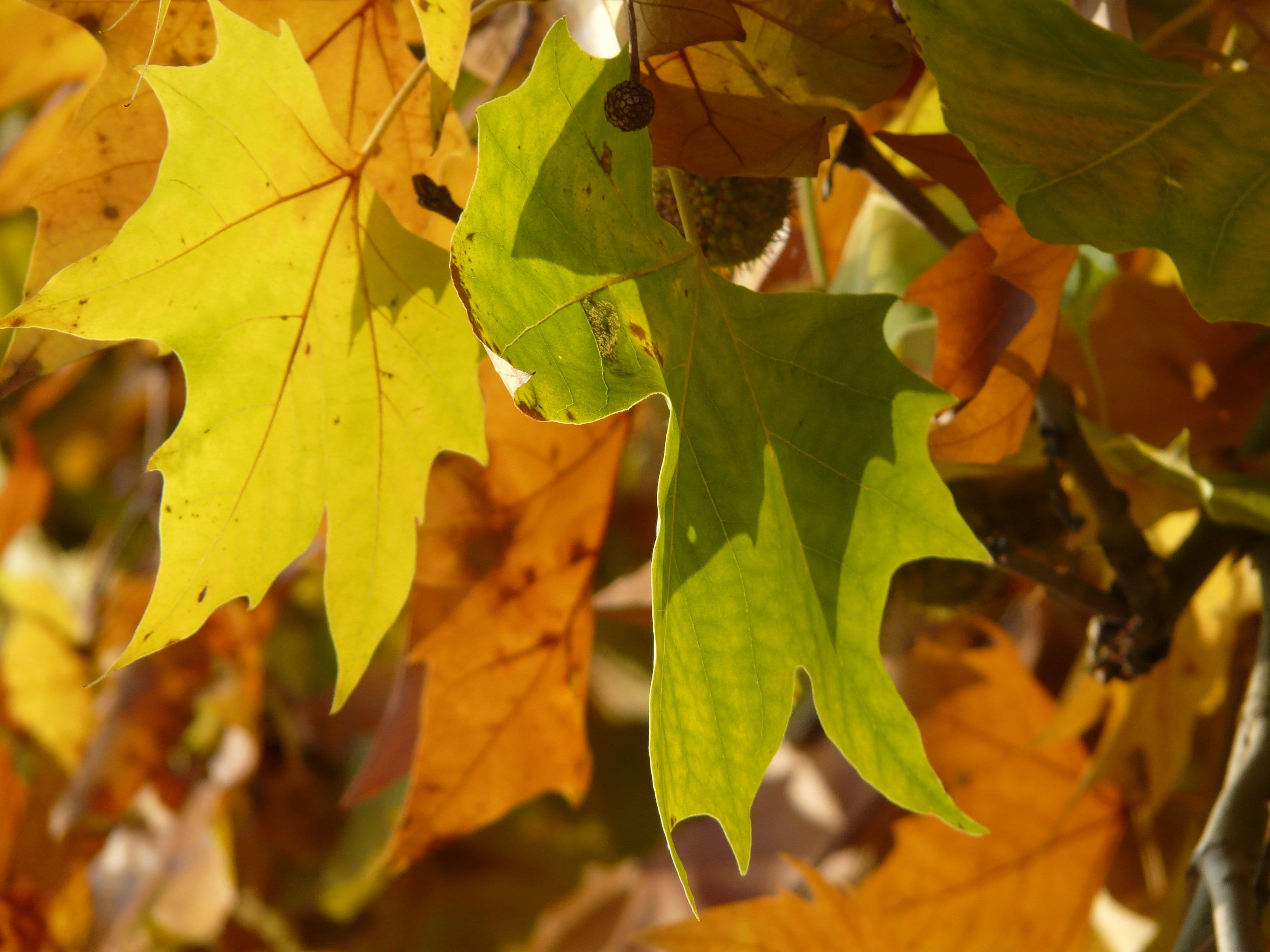 platanaceae, agriculture, plant, change, beauty in nature, 2K, maple leaf, sun, color, fruit, colorful, day, bright, nature, common plane, no people, london plane, HD Wallpaper