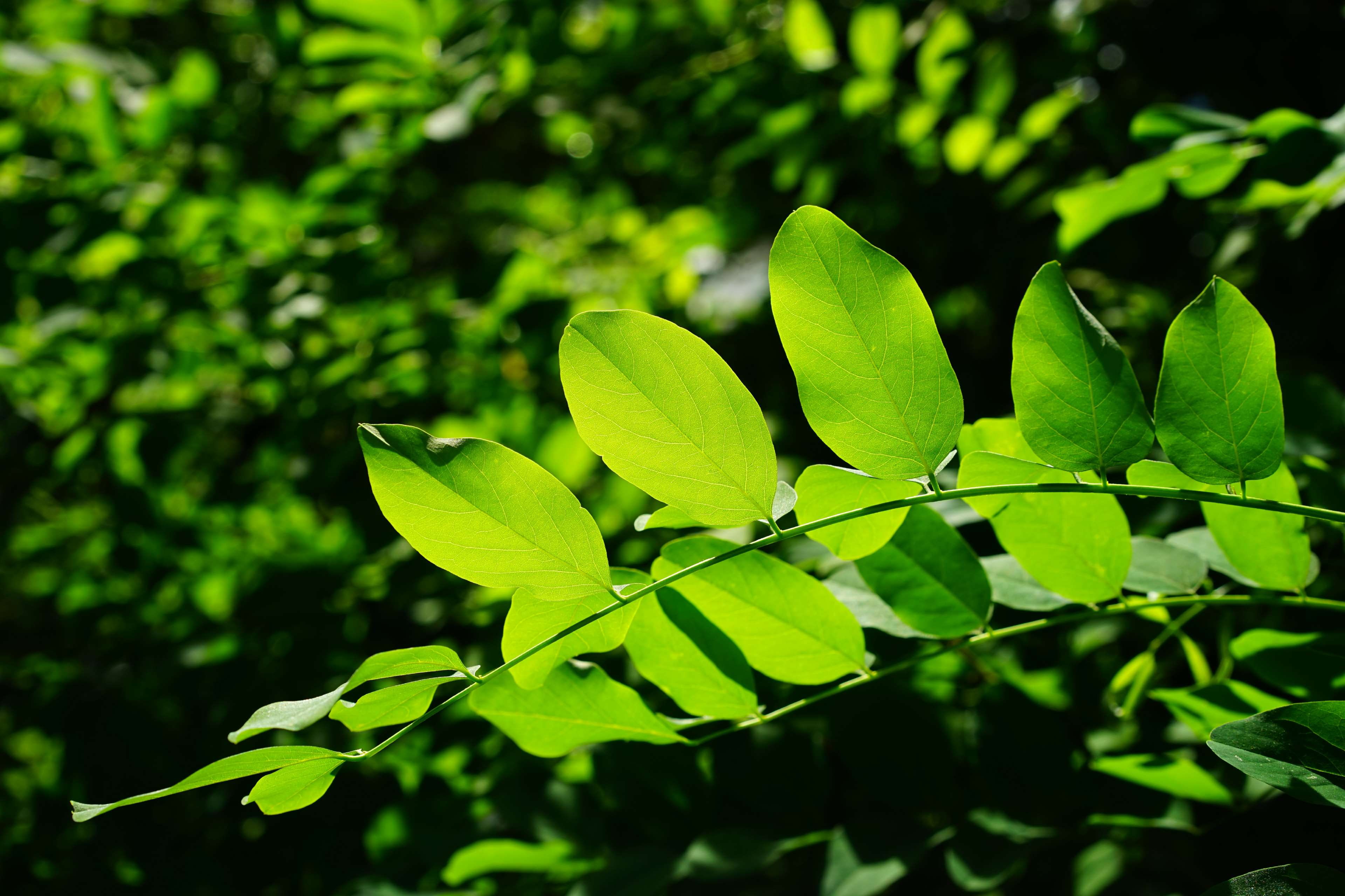 filigree, deciduous tree, bright green, focus on foreground, close-up, plant, outdoors, dark green, no people, details, day, fabaceae, green, leaf, tranquility, HD Wallpaper