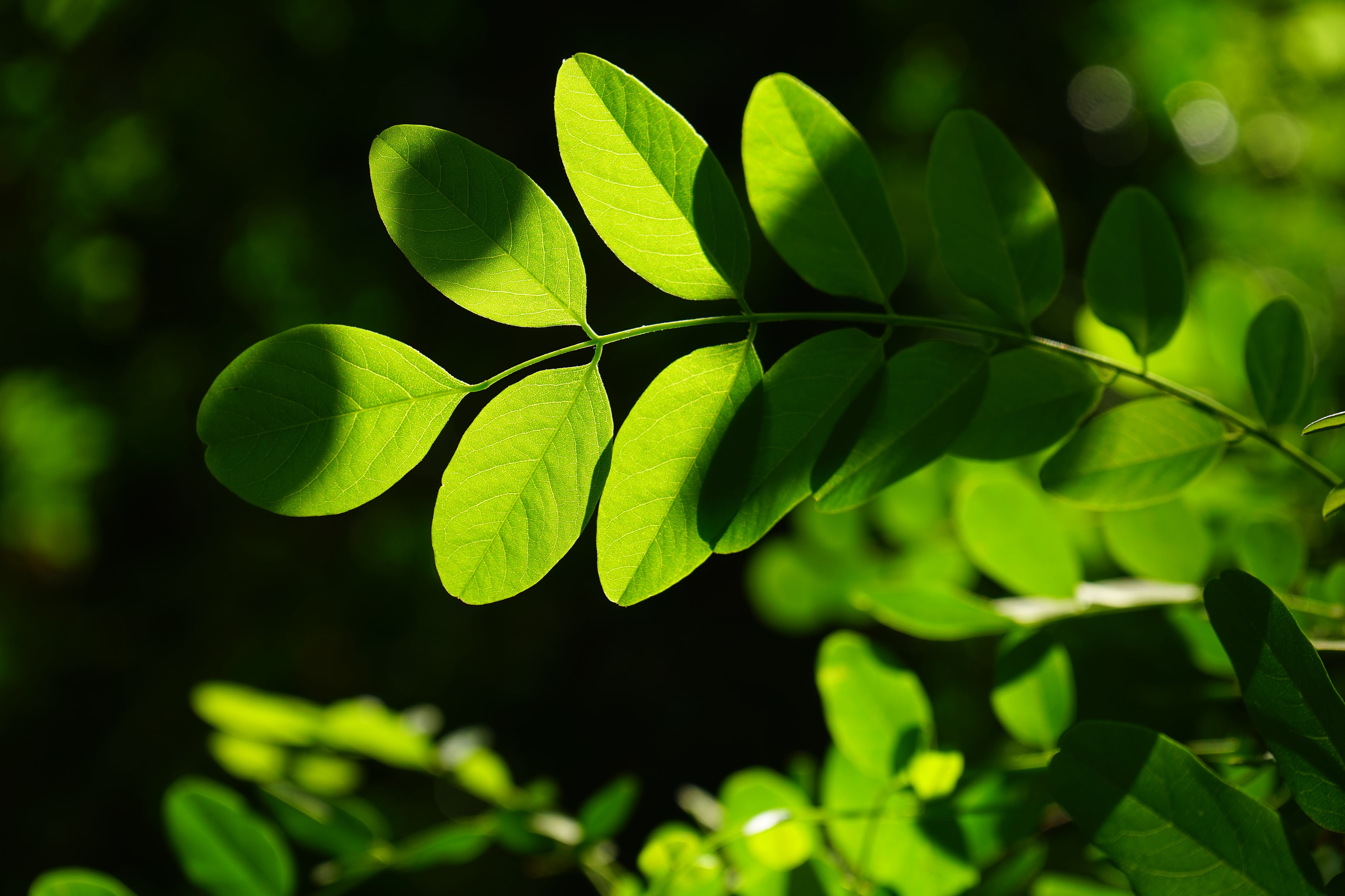 beauty in nature, ornamental plant, sunlight, bright, dark green, robinia pseudoacacia, shades of green, summer green, translucent, 5K, close-up, plant part, HD Wallpaper