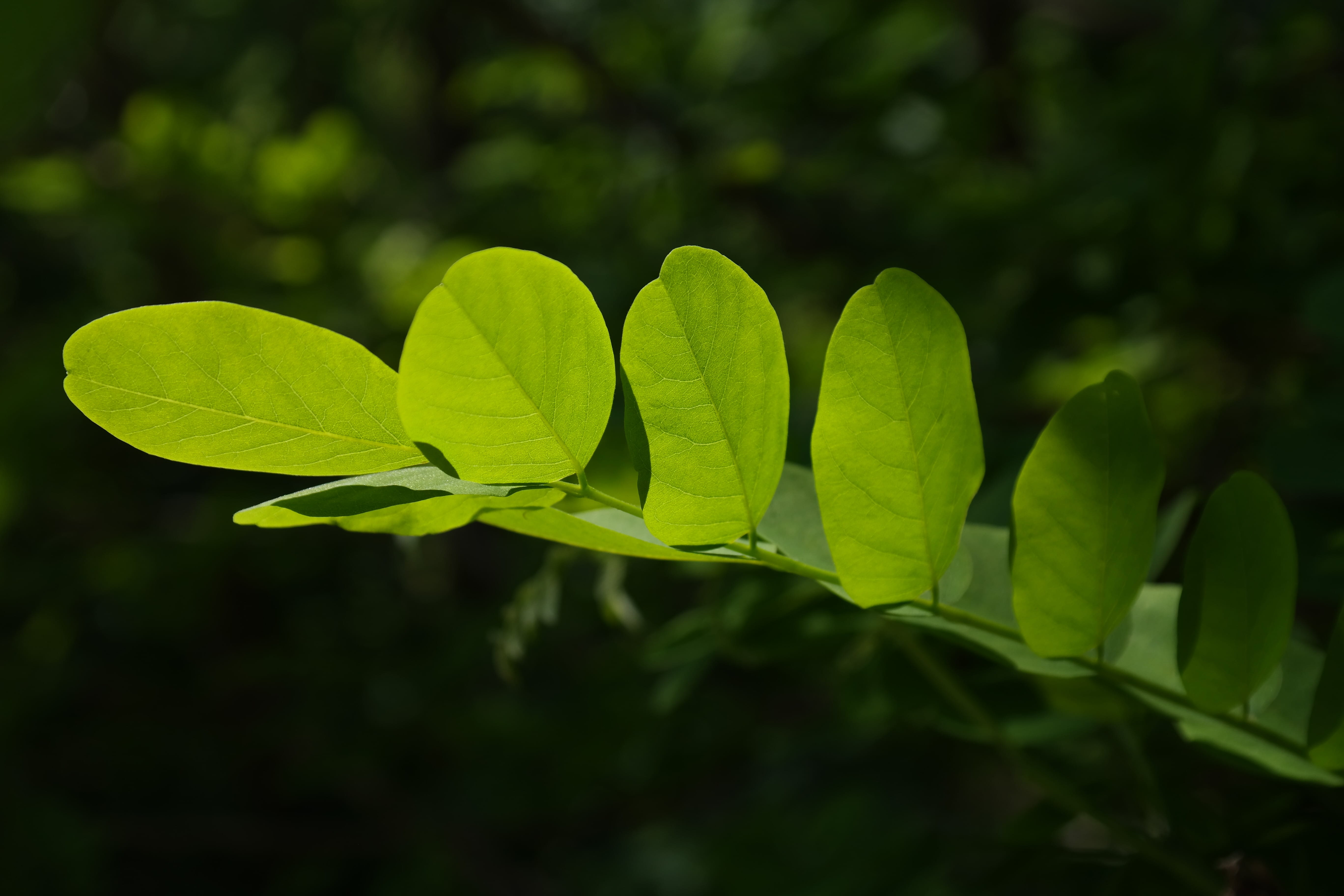 leaves, clover, close-up, no people, green color, robinia, growth, dark green, common maple, plant, beauty in nature, leaf, field, outdoors, silver rain, HD Wallpaper