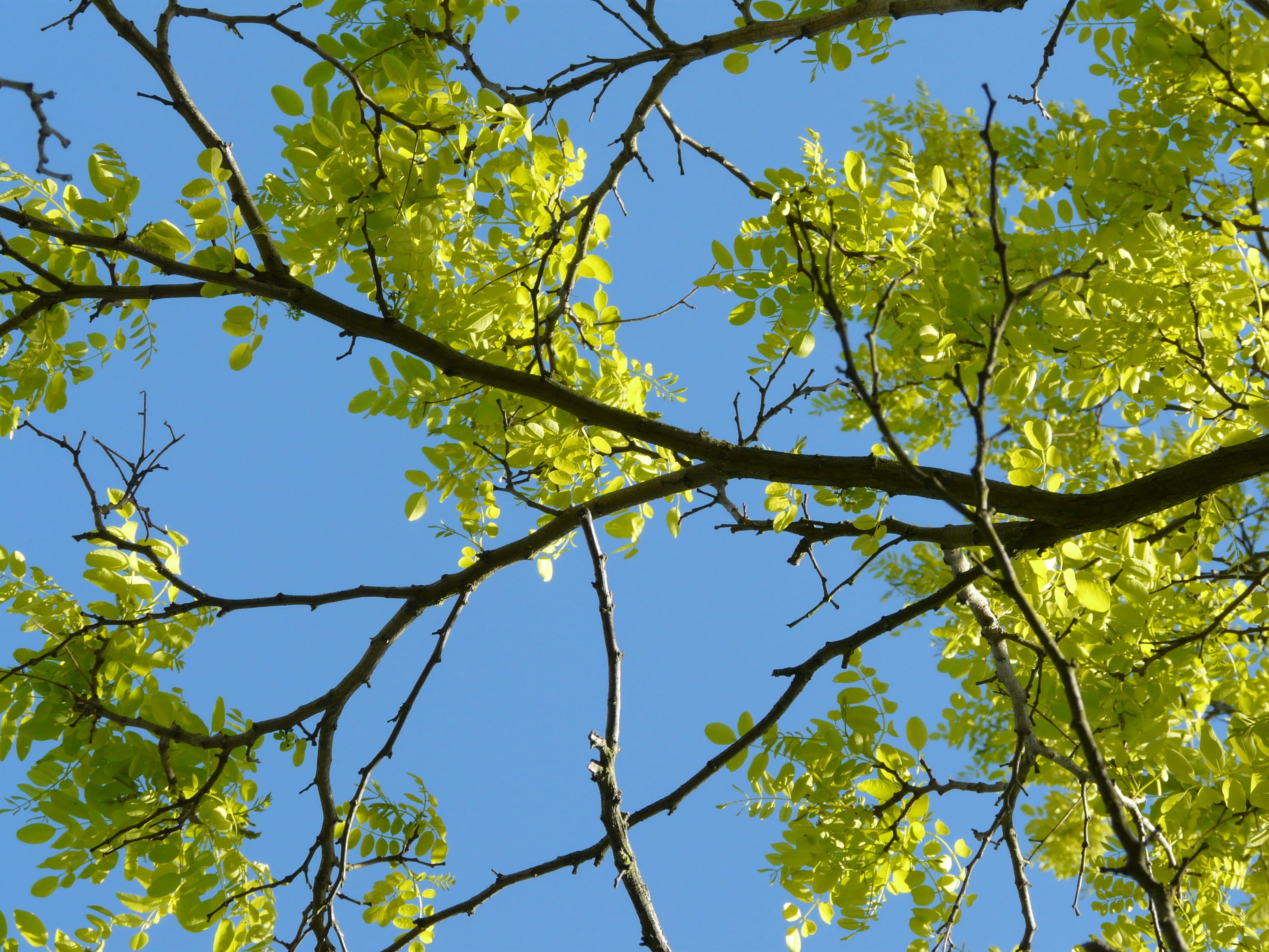 no People, low angle view, branch, outdoors, day, tranquility, beauty In Nature, Nature, summer, sunny, plant part, plant, yellow, tree, Robinia, sky, springtime, HD Wallpaper