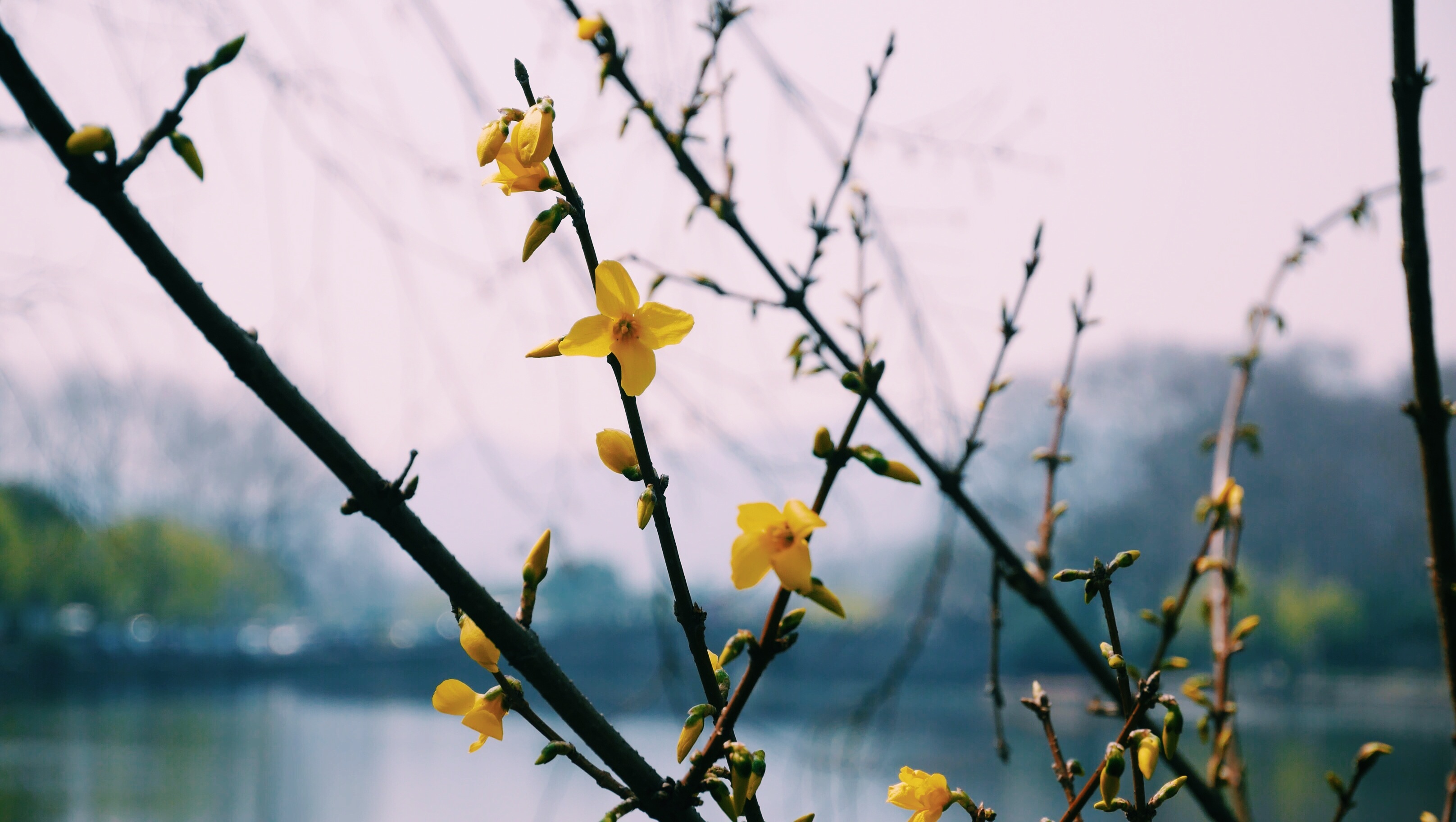 no people, tree, springtime, growth, the scenery, plant, flower, vulnerability, focus on foreground, flower head, petal, flowering plant, fragility, nature, HD Wallpaper