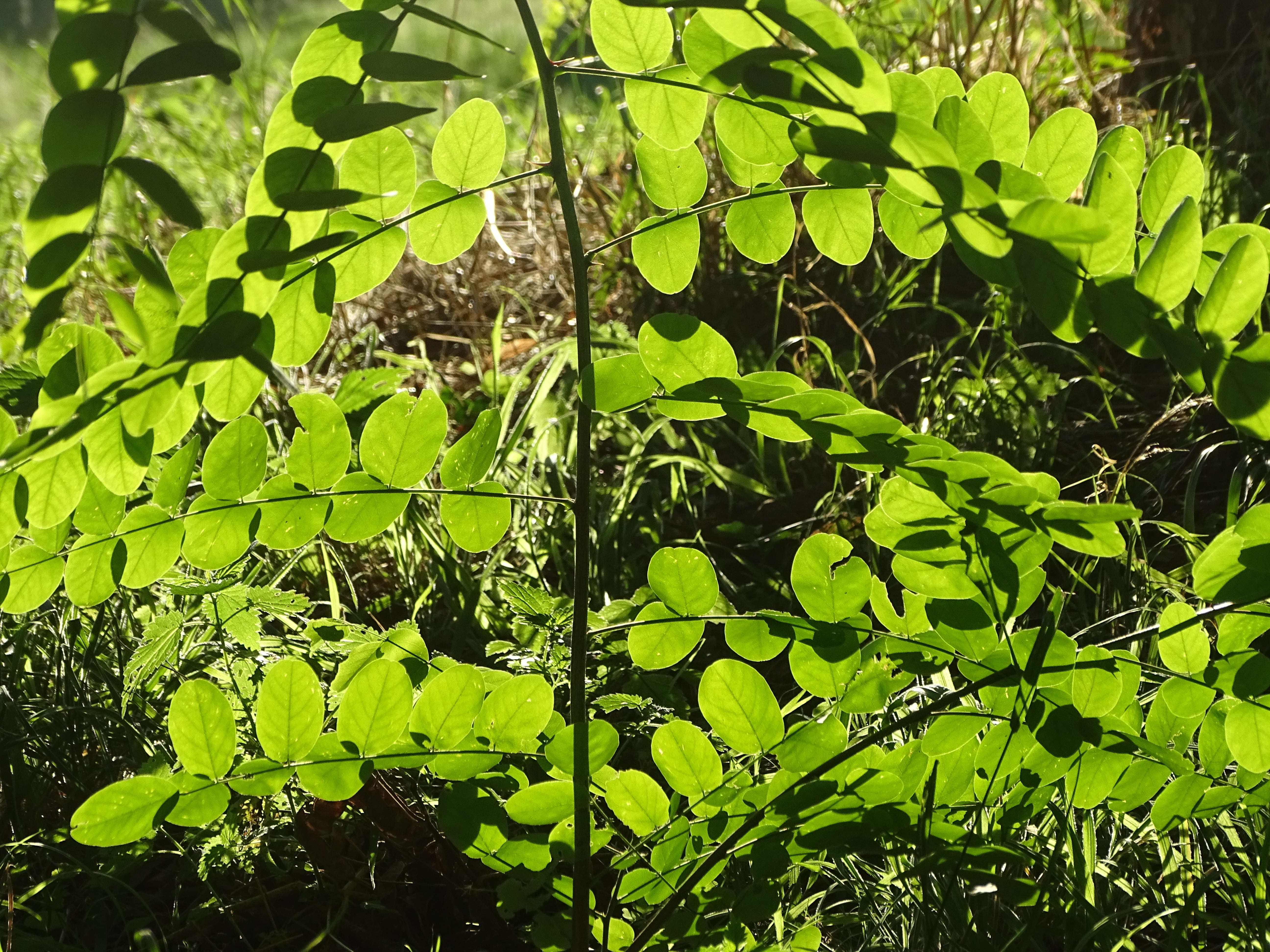 green color, freshness, day, botany, outdoors, acacia, tranquility, plant part, selective focus, green, no people, field, focus on foreground, 5K, plant, HD Wallpaper