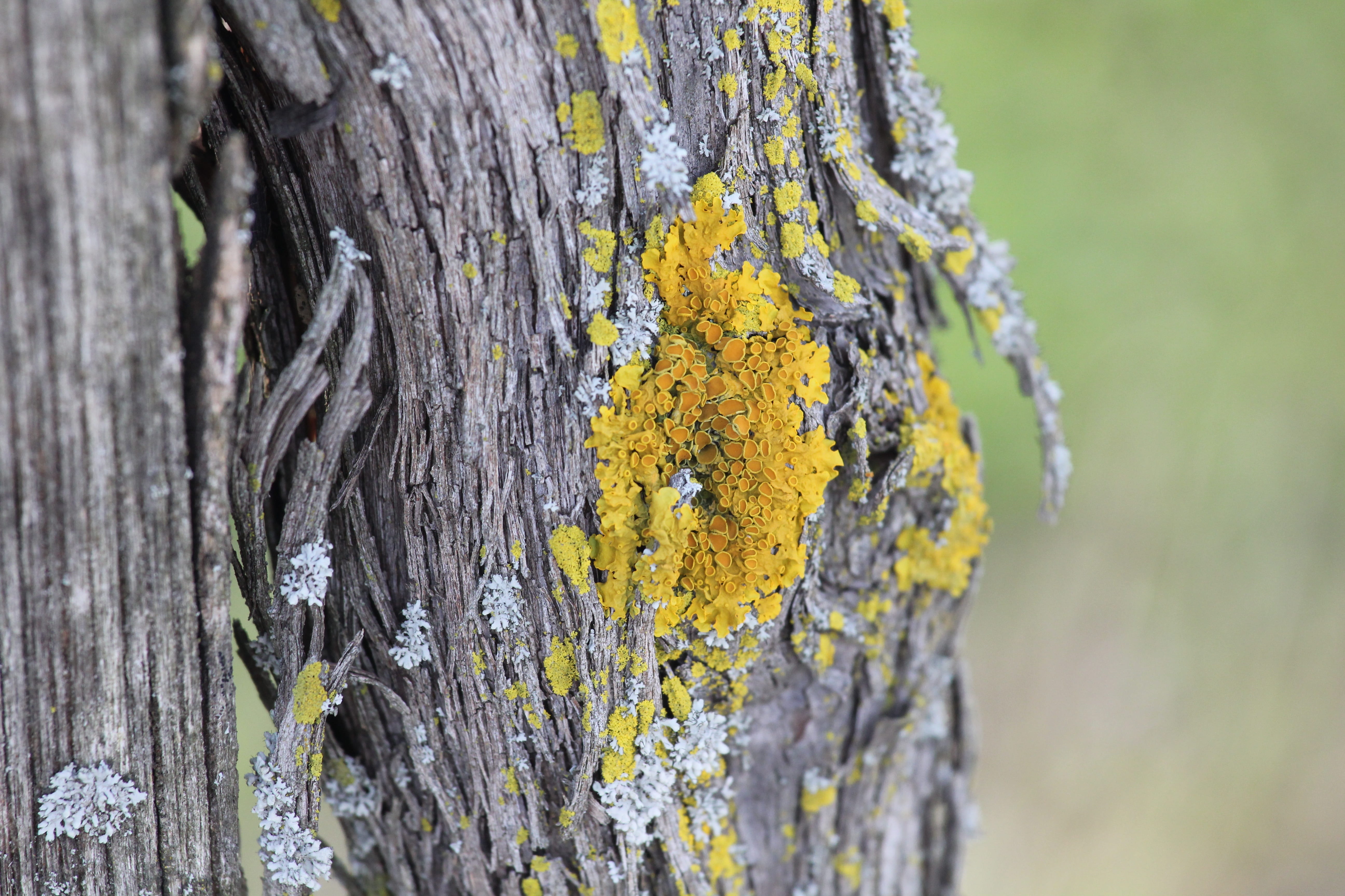 lichen, plant, nature, close-up, selective focus, flowering plant, robinia wood, flower, yellow, tree, bark, growth, vulnerability, outdoors, textured, HD Wallpaper