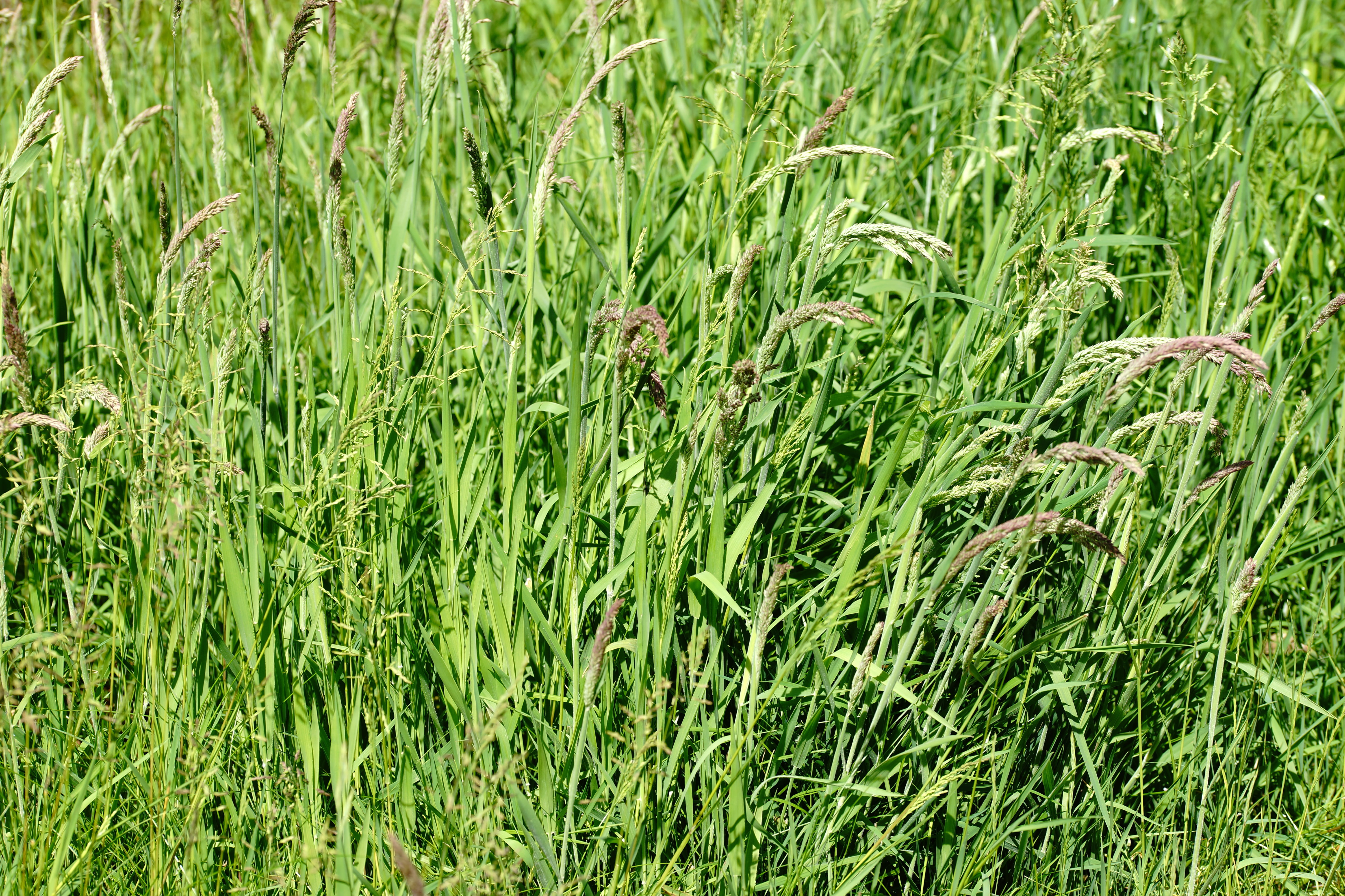 bamboo - plant, 5K, tranquility, full frame, freshness, blade of grass, field, nature, Pasture, foliage, day, Green, land, backgrounds, beauty in nature, HD Wallpaper
