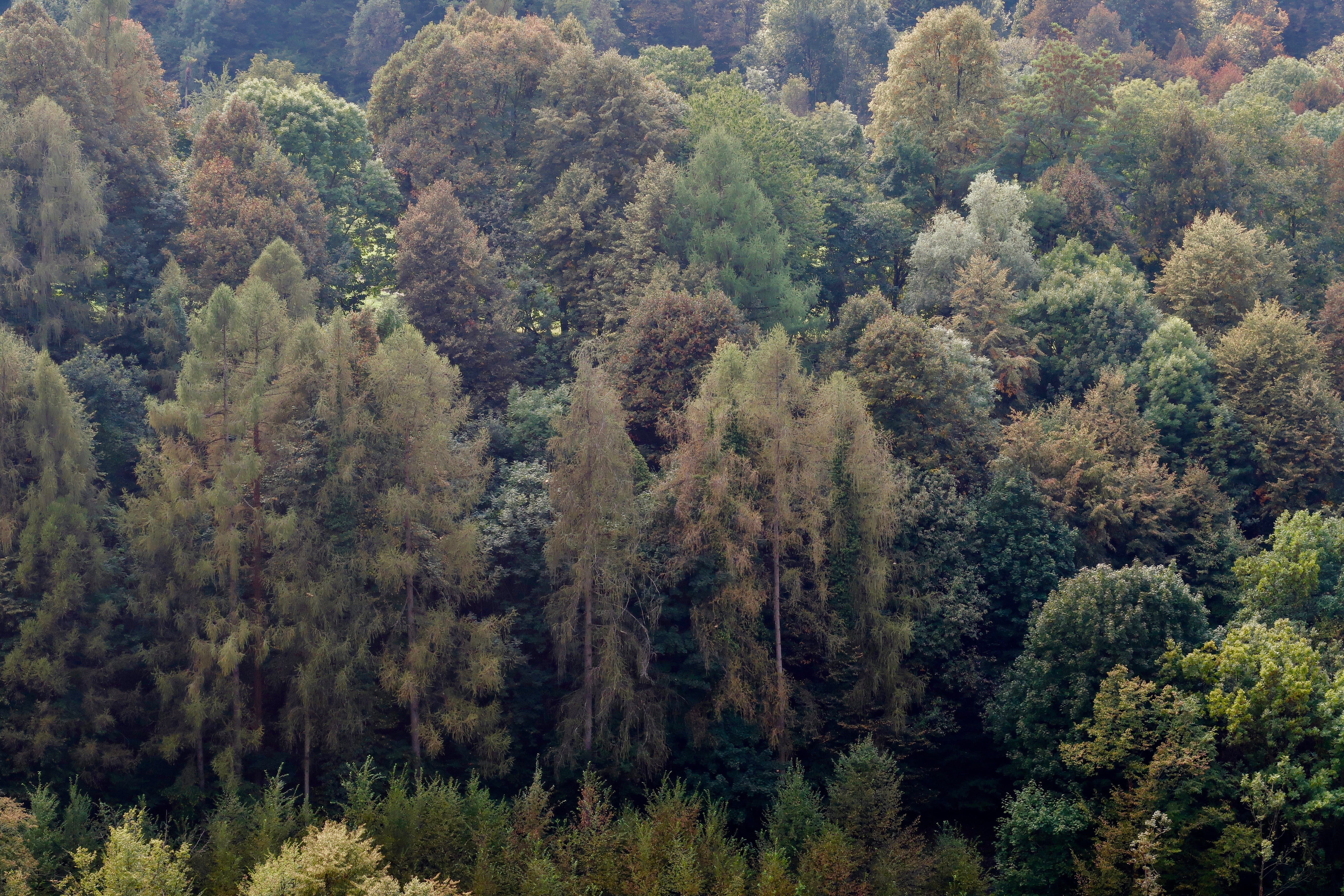 summer, deciduous trees, foliage, tranquility, environment, landscape, non-urban scene, outdoors, high angle view, lush foliage, forest, 5K, land, mountain forests, HD Wallpaper