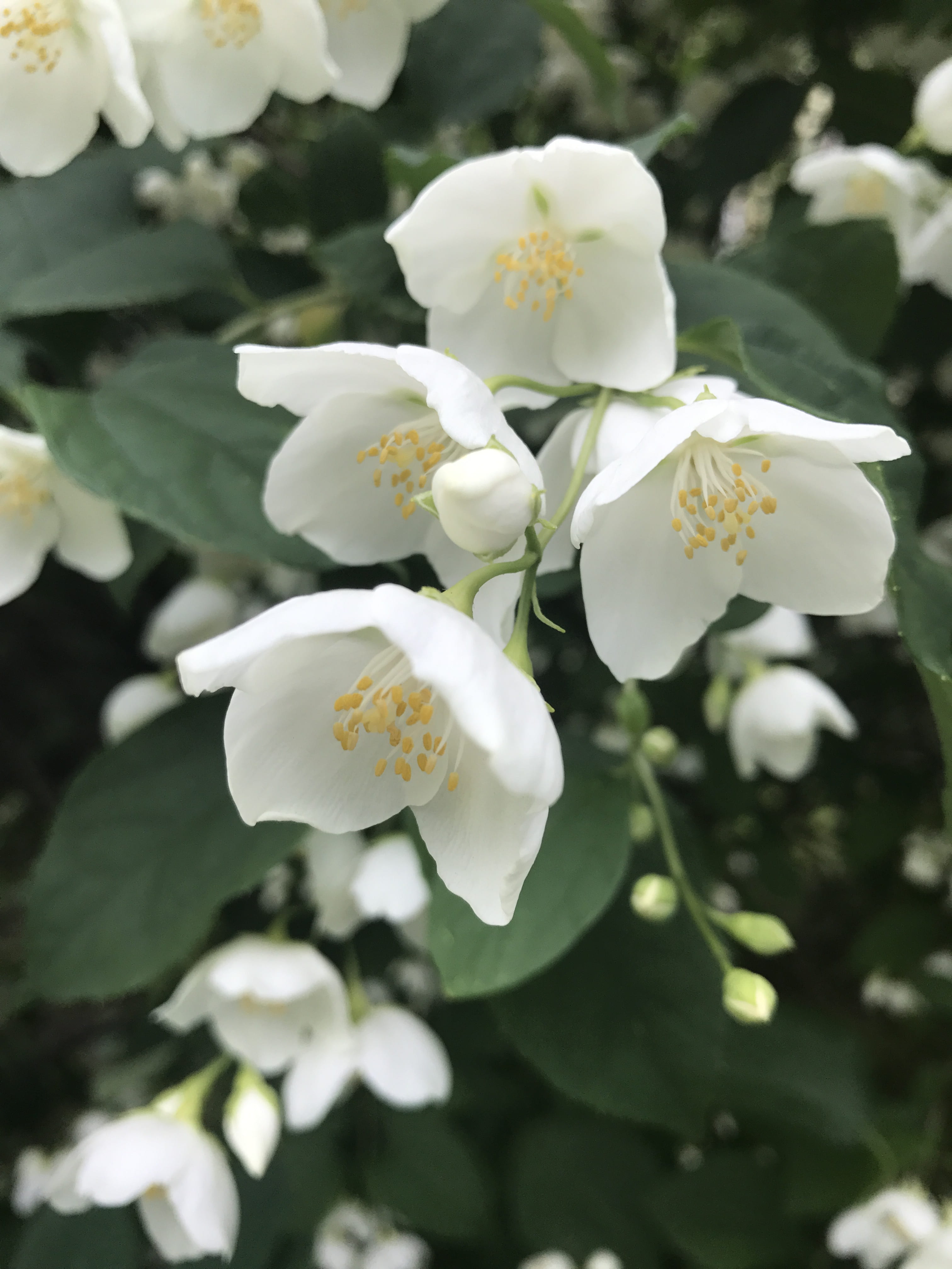 fragility, white, plant, flowering plant, exhilarating, selective focus, deciduous tree, ecology, mood, white color, focus on foreground, summer, heat, Phone HD Wallpaper