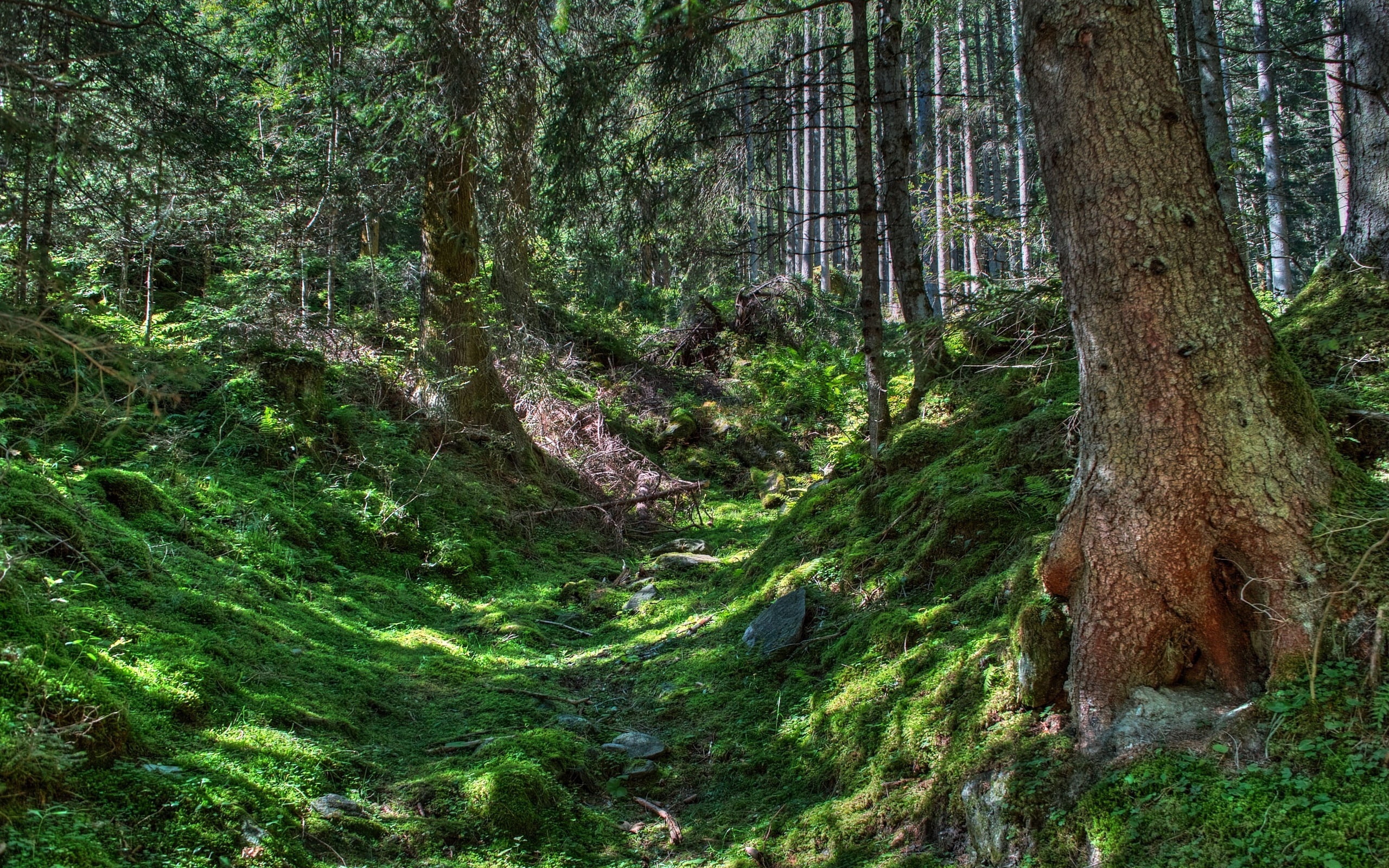 leafed, hdr, scenics, land, green, branch, beauty In Nature, deciduous Tree, footpath, leaf, sunlight, summer, bush, green Color, scenics - nature, trees, HD Wallpaper