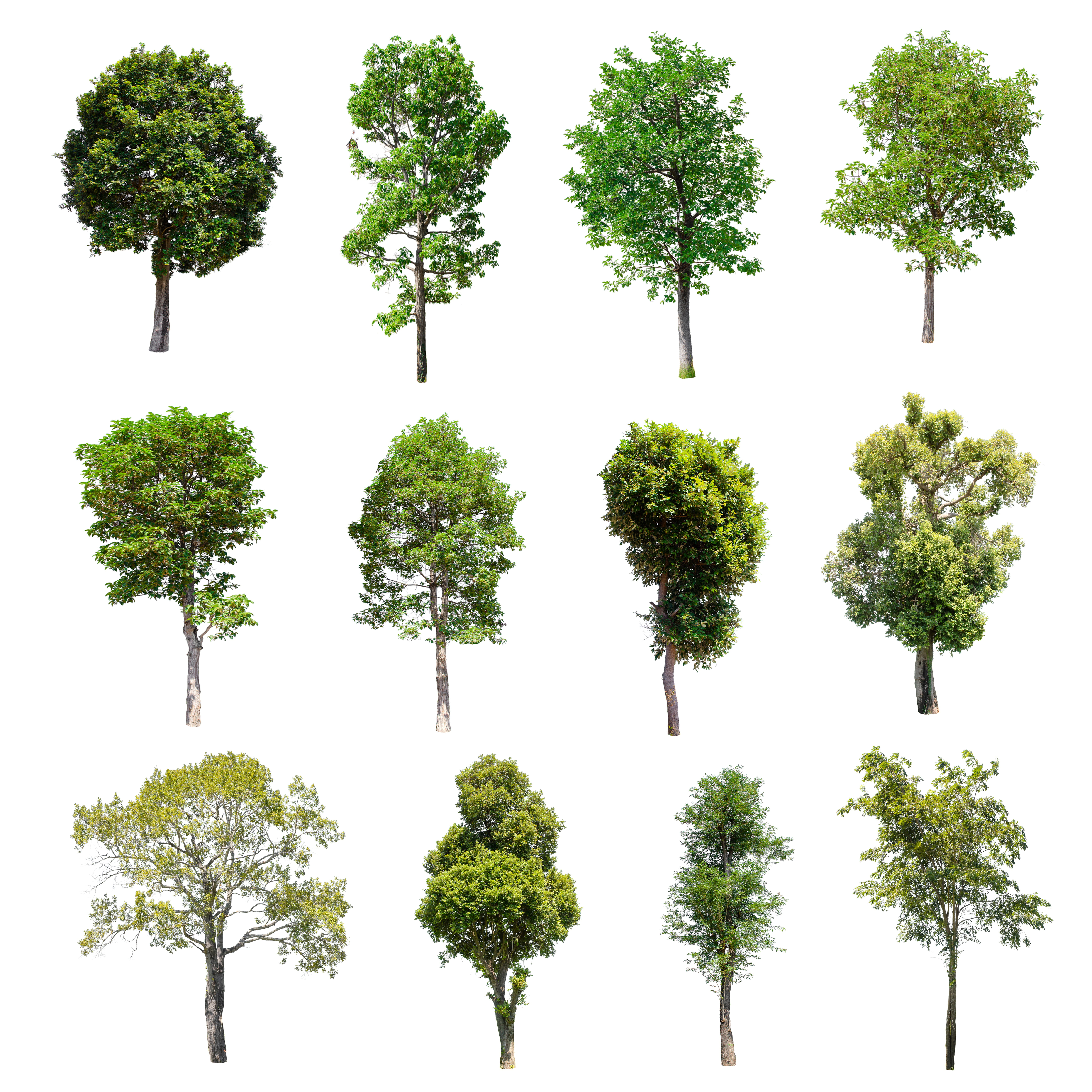 close-up, deciduous trees, 5K, cut out, side by side, beauty in nature, studio shot, white background, isolated, green color, plant, no people, growth, Phone HD Wallpaper