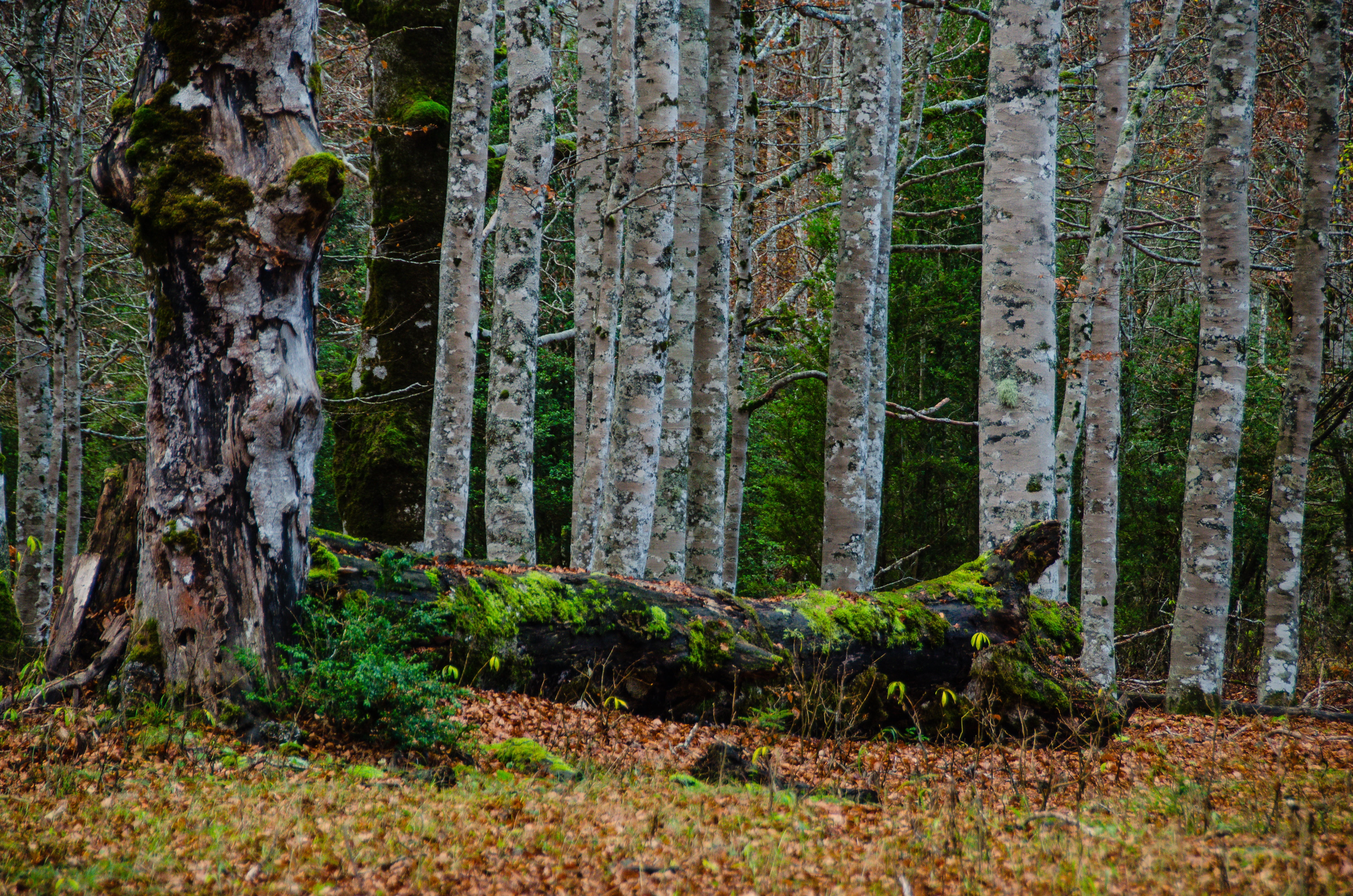 lush Foliage, outdoors, logs, rural Scene, summer, growth, tree Trunk, park - Man Made Space, branch, non-Urban Scene, tranquility, birch, trunk, gray, HD Wallpaper