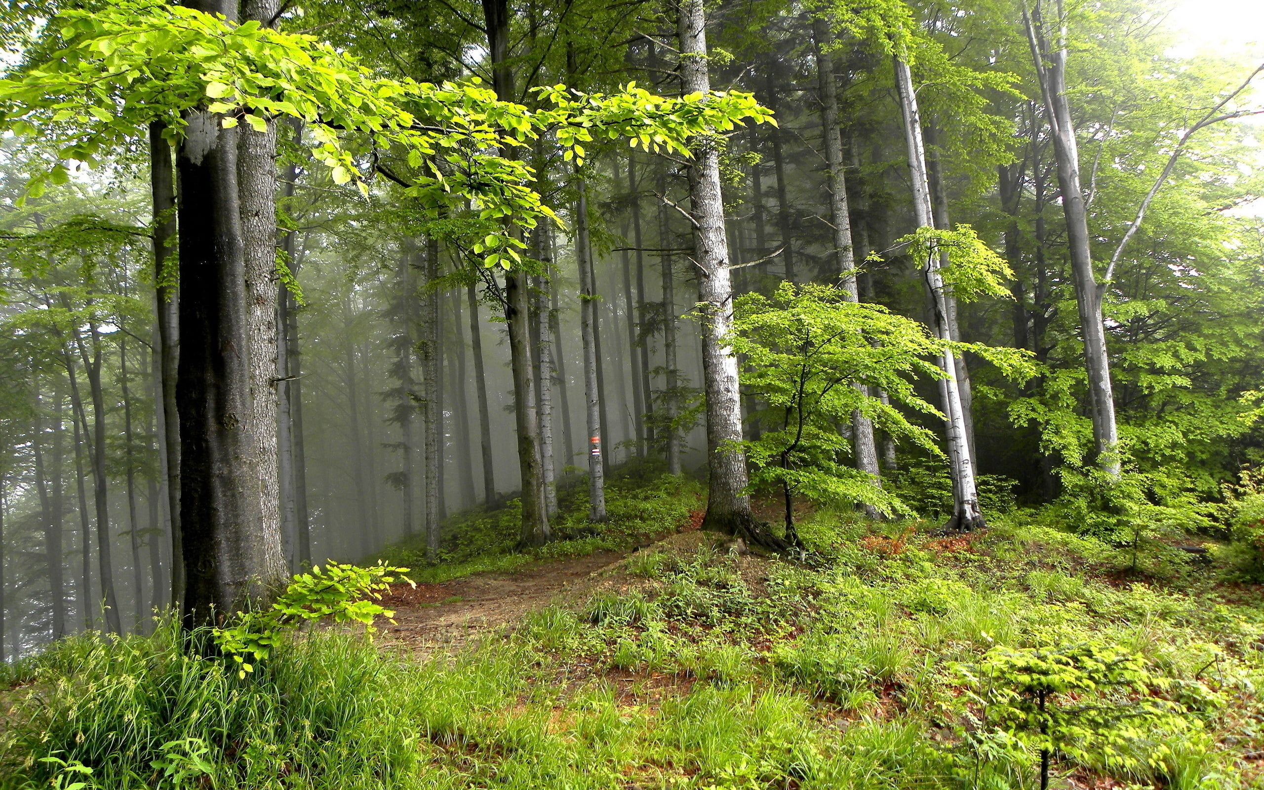 outdoors, haze, non-Urban Scene, bush, day, green Color, forest, tree, branch, 2K, scenics - nature, trees, fog, woodland, tree Trunk, tranquil Scene, HD Wallpaper