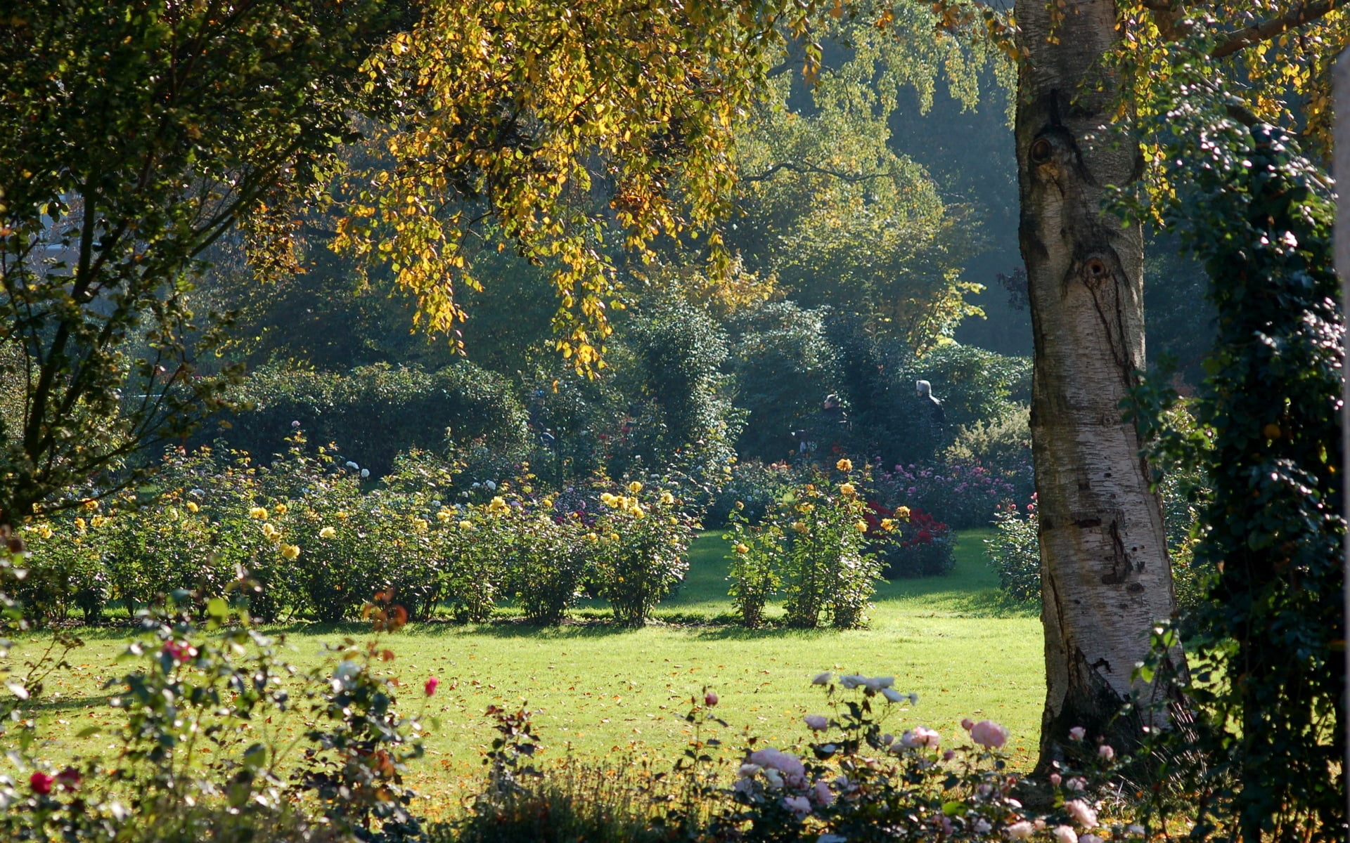 bush, scenics - nature, red, deciduous Tree, branch, garden, nature, footpath, green Color, rural Scene, light, blue, autumn, day, bark, field, summer, HD Wallpaper