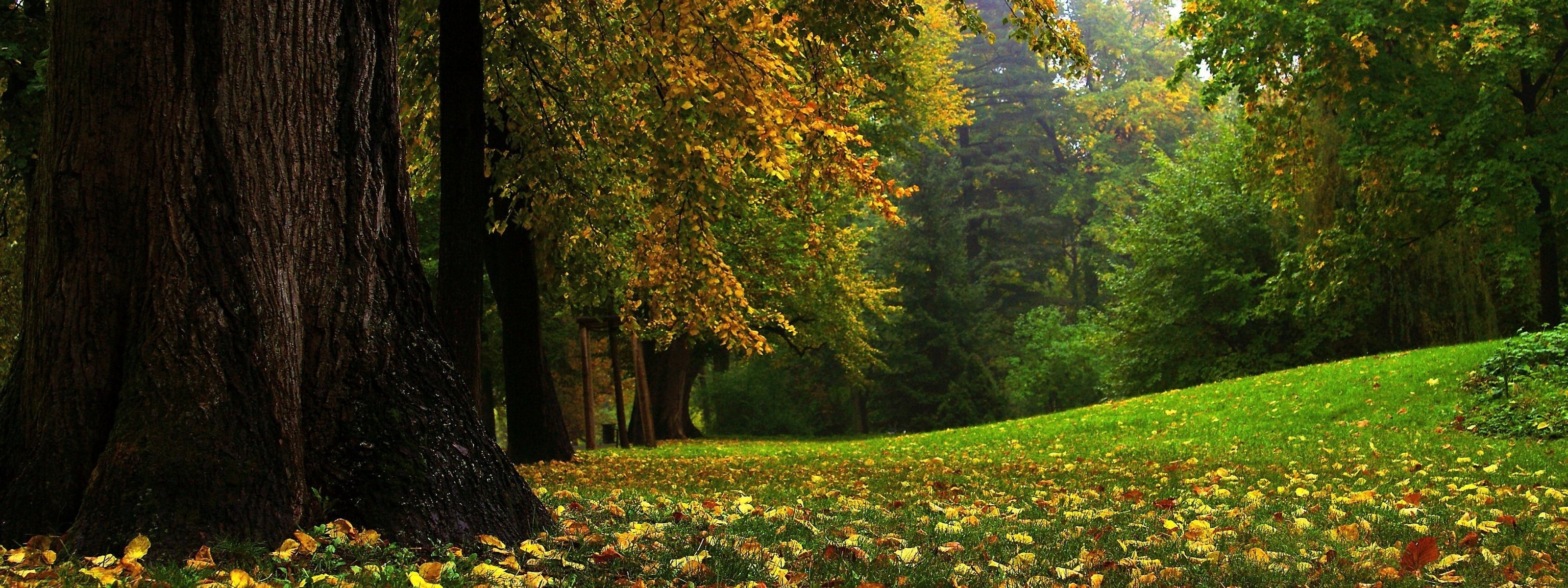 yellow, no People, bright, maple Tree, sunlight, non-Urban Scene, footpath, green Color, tranquility, mighty, growth, scenics - nature, leaf, september, HD Wallpaper