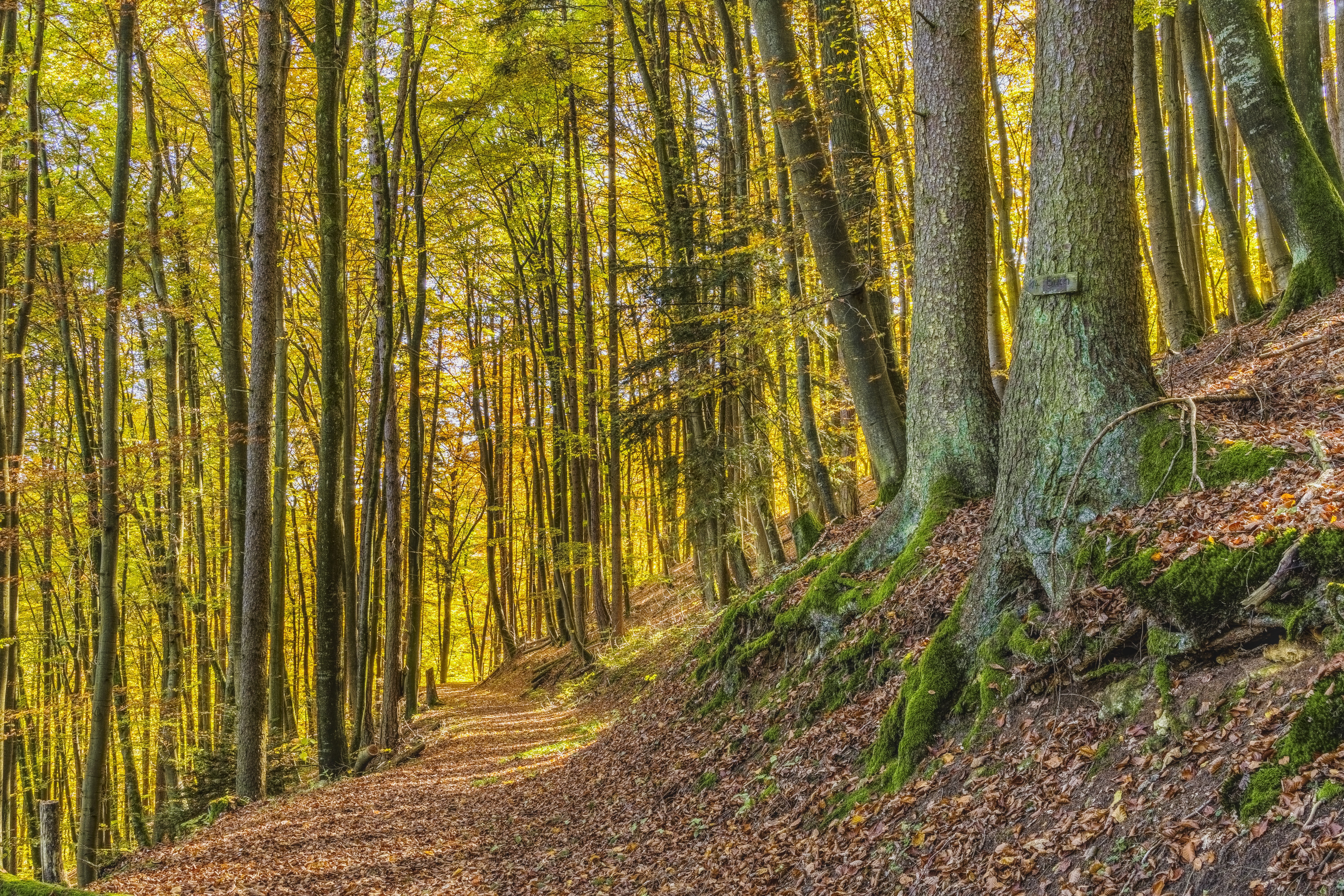 outdoors, moss, trail, wilderness Area, beauty In Nature, multi Colored, lush Foliage, scenics, landscape, direction, remote, season, tree Trunk, trees, HD Wallpaper