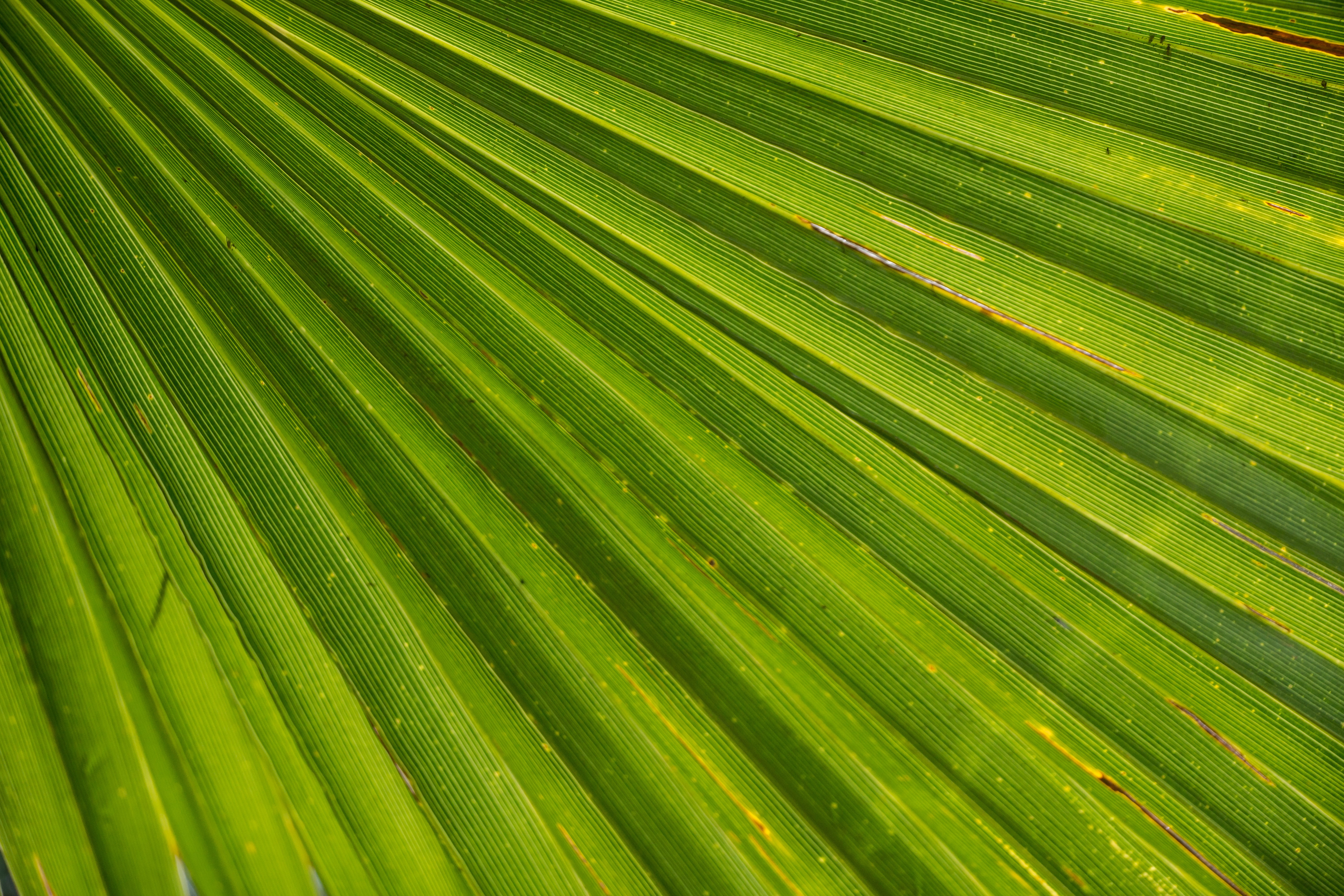 palm Leaf, macro, striped, forest, tropical Rainforest, green, full frame, drops, organic, abstract, 5K, textured, plant part, green Color, outdoors, plant, HD Wallpaper
