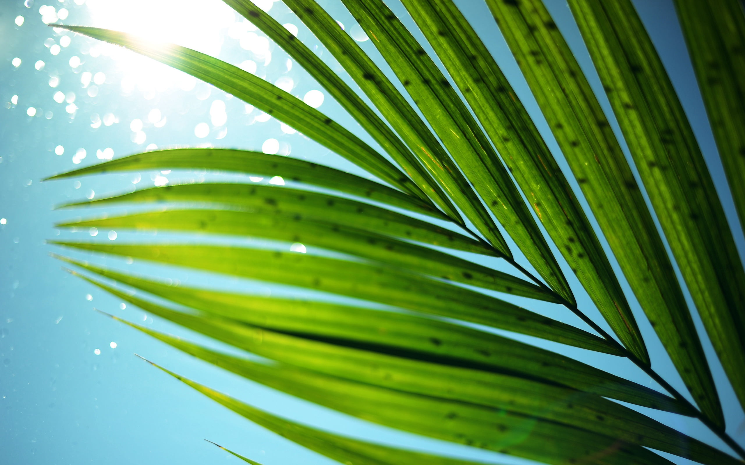 frond, beauty In Nature, palm Tree, outdoors, green Color, plant, growth, sunlight, sky, tropical Rainforest, lush Foliage, day, purity, striped, backgrounds, HD Wallpaper