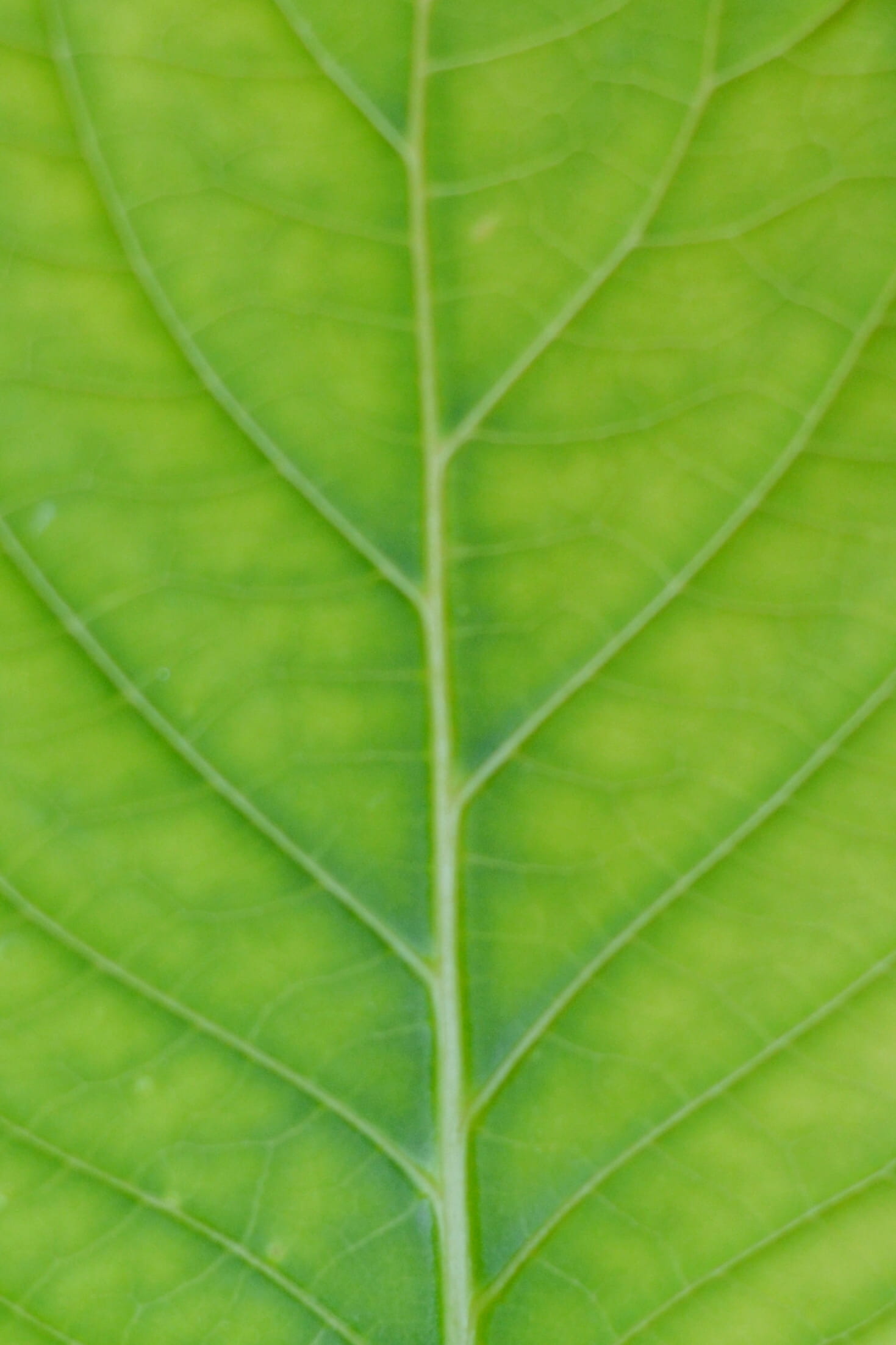plante, textured effect, no people, natural pattern, natural condition, leaf vein, nature, extreme close-up, green color, plant part, feuille, textured, Phone HD Wallpaper