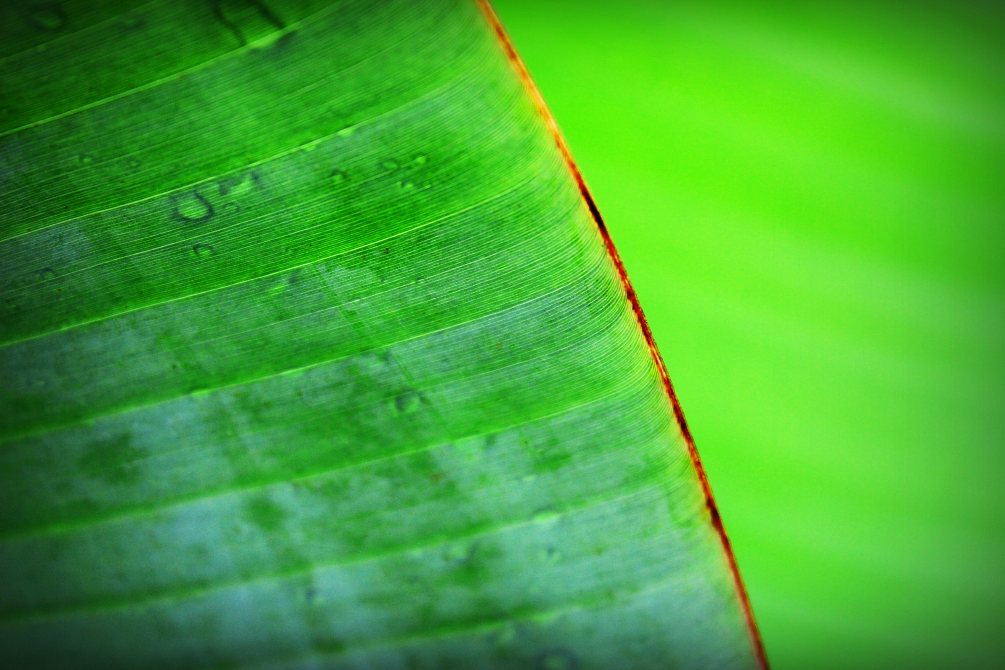 selective focus, outdoors, chlorophyll, 2K, liquid, natural pattern, beauty in nature, botany, shape, malaysia, vignette, tropical, closeup, close-up, HD Wallpaper