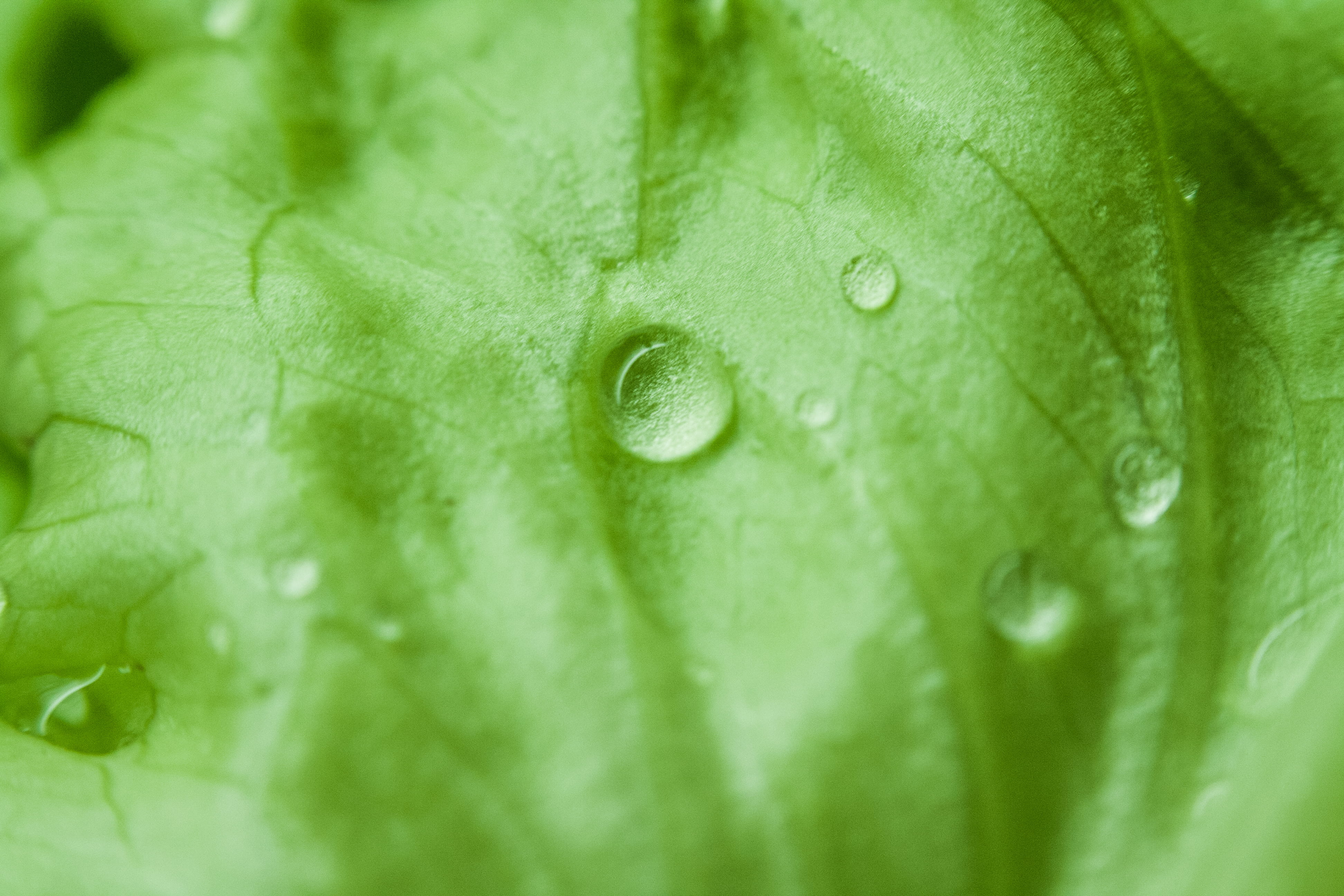 leaf vein, plant, organic, green, wet, nature, dewdrops, ripe, food, droplets, raindrops, purity, raindrop, outdoors, plant part, dew, healthy eating, drop, HD Wallpaper