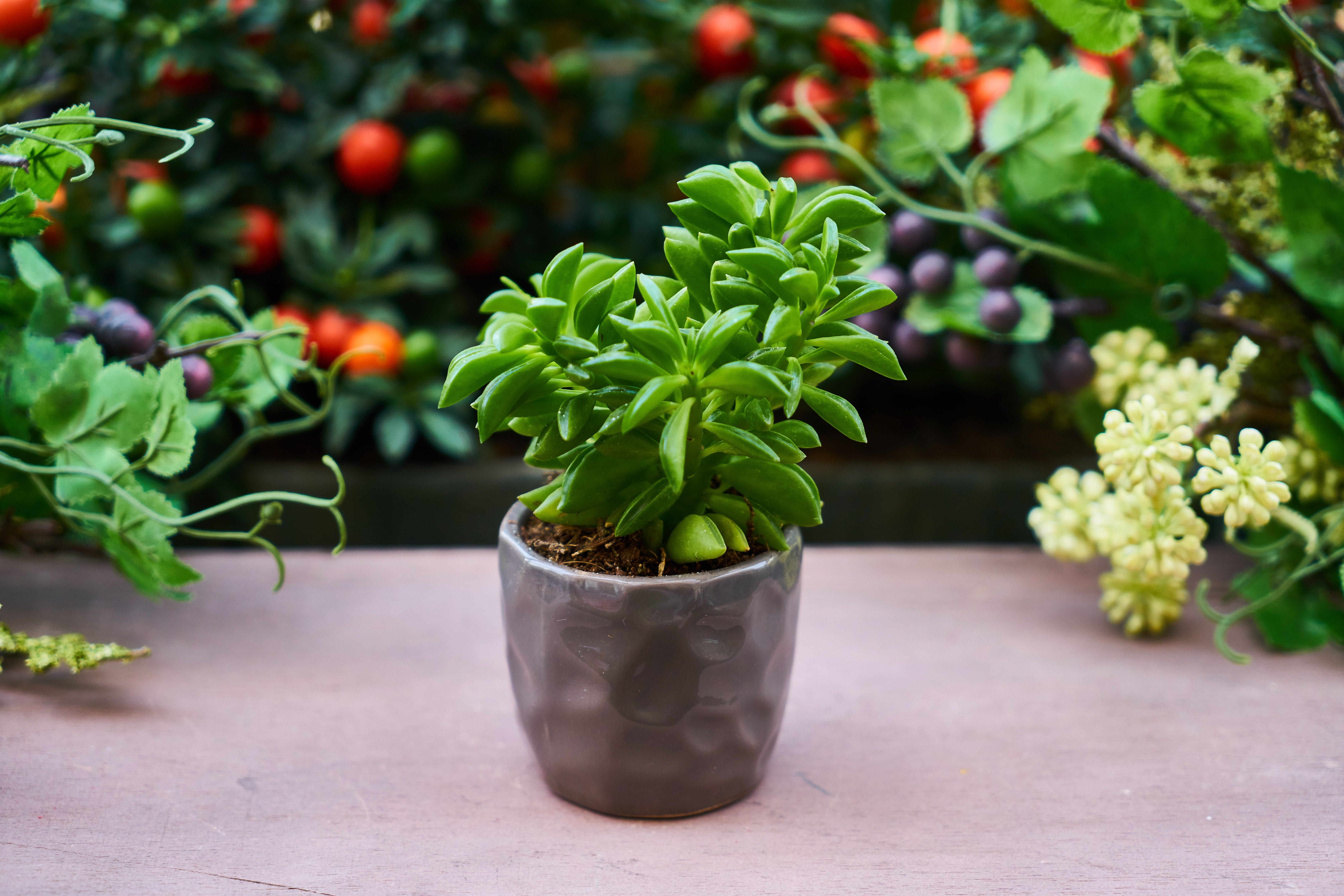 potted flower, flowers, gardening, chlorophyll, summer, houseplant, outdoor, flower, focus on foreground, foliage plant, garden, beauty in nature, flowerbed, HD Wallpaper