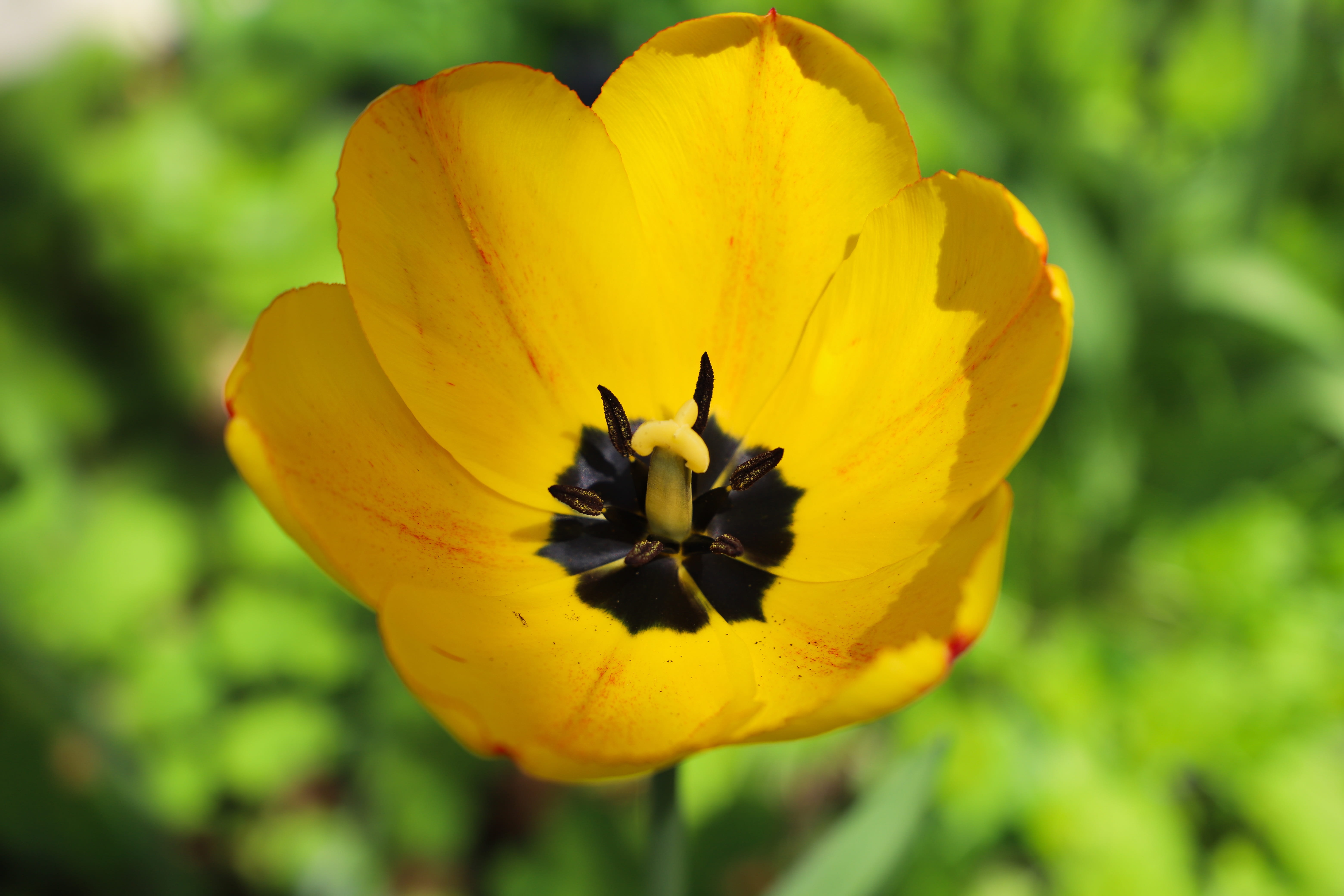 season, closeup, pollen, beautiful, close-up, fragility, lawn, beauty in nature, flower head, live, day, plant, vulnerability, focus on foreground, chlorophyll, HD Wallpaper