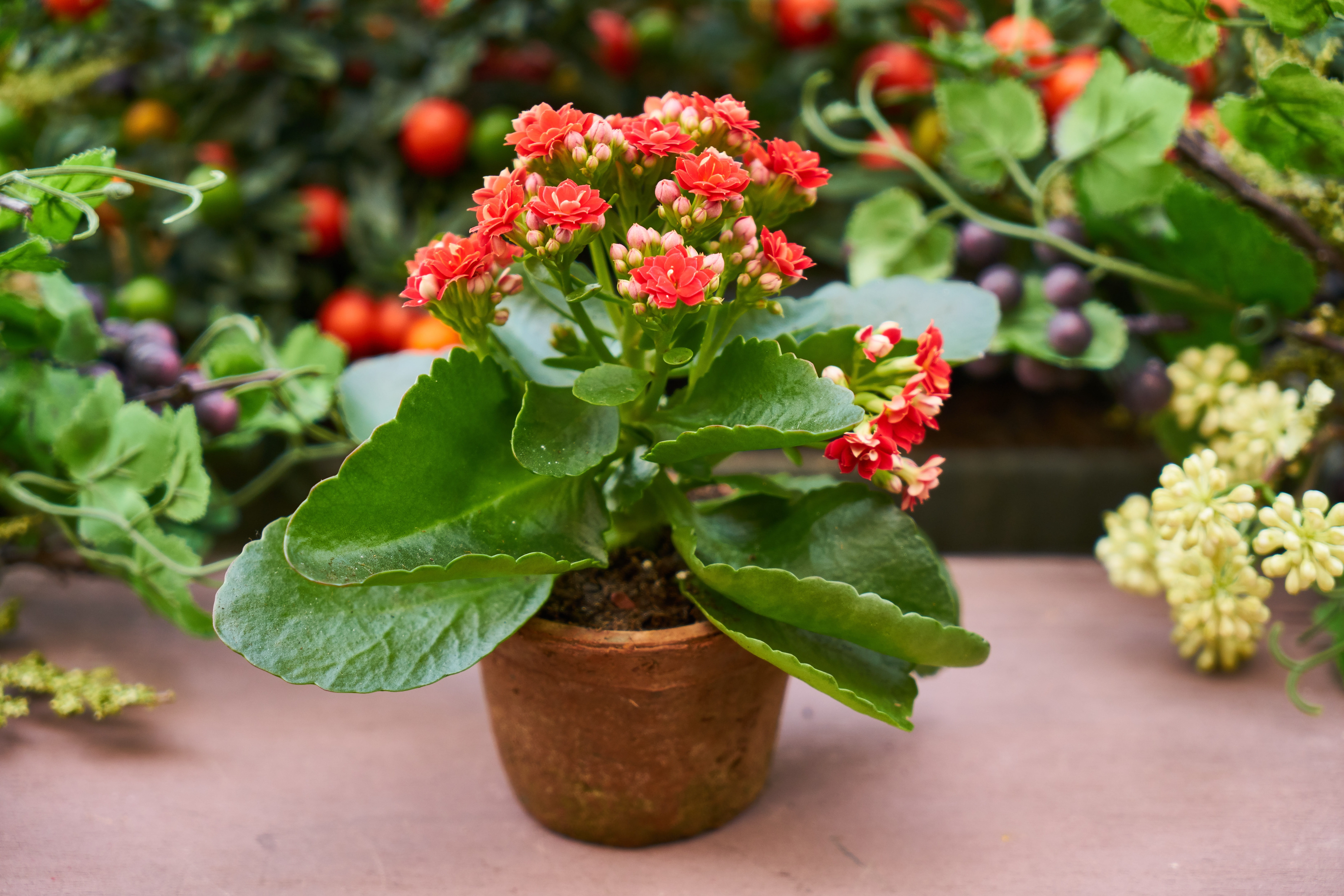 spring, flowering plant, fragility, garden, green color, live, ornamental garden, day, gardening, oxygen, flowers, beautiful, vegetation, natural, nature, HD Wallpaper