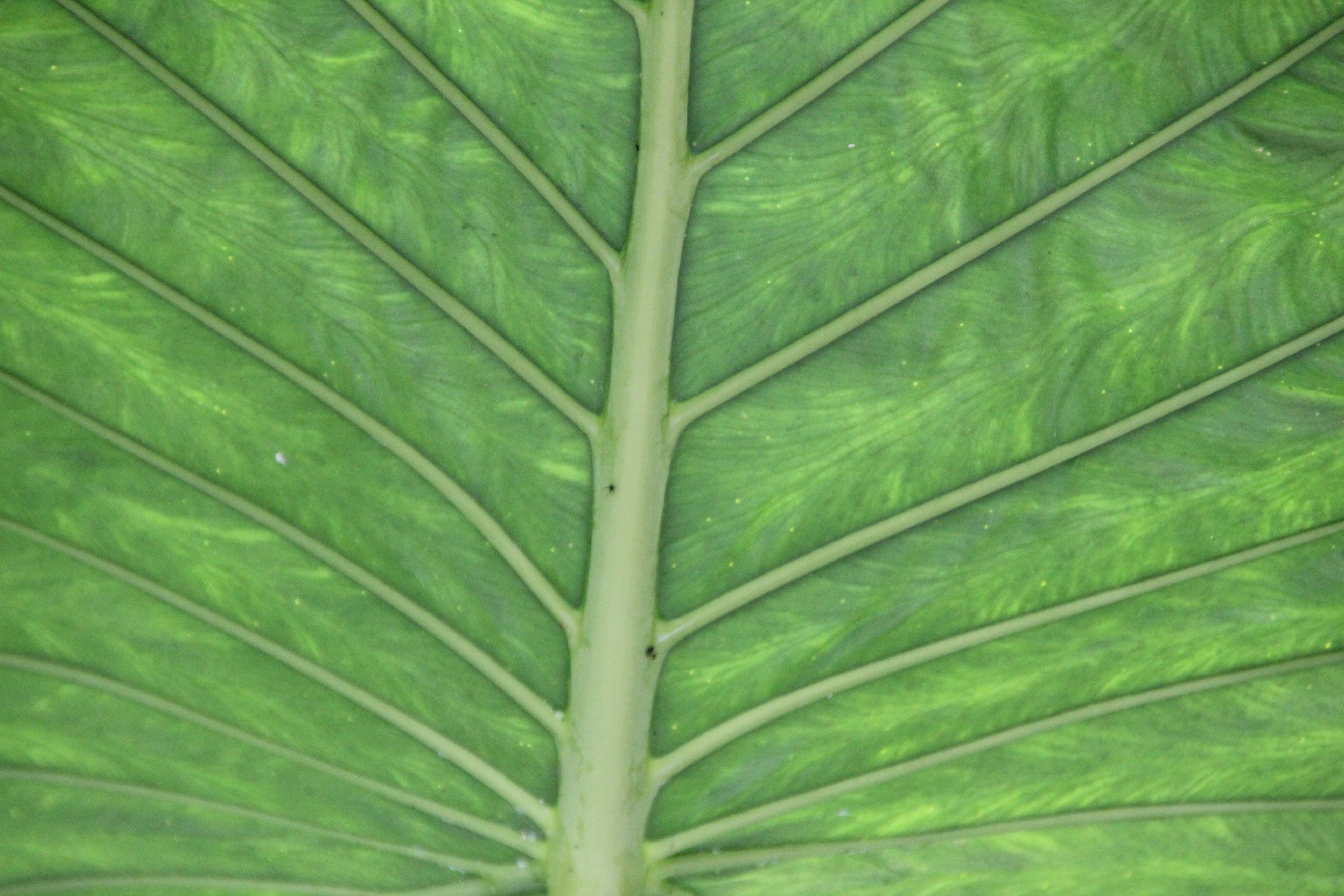 summer, fragility, outdoors, leaf, plant part, beauty in nature, chlorophyll, leaves, leaf Vein, abstract, green, tranquility, 5K, full frame, no people, HD Wallpaper