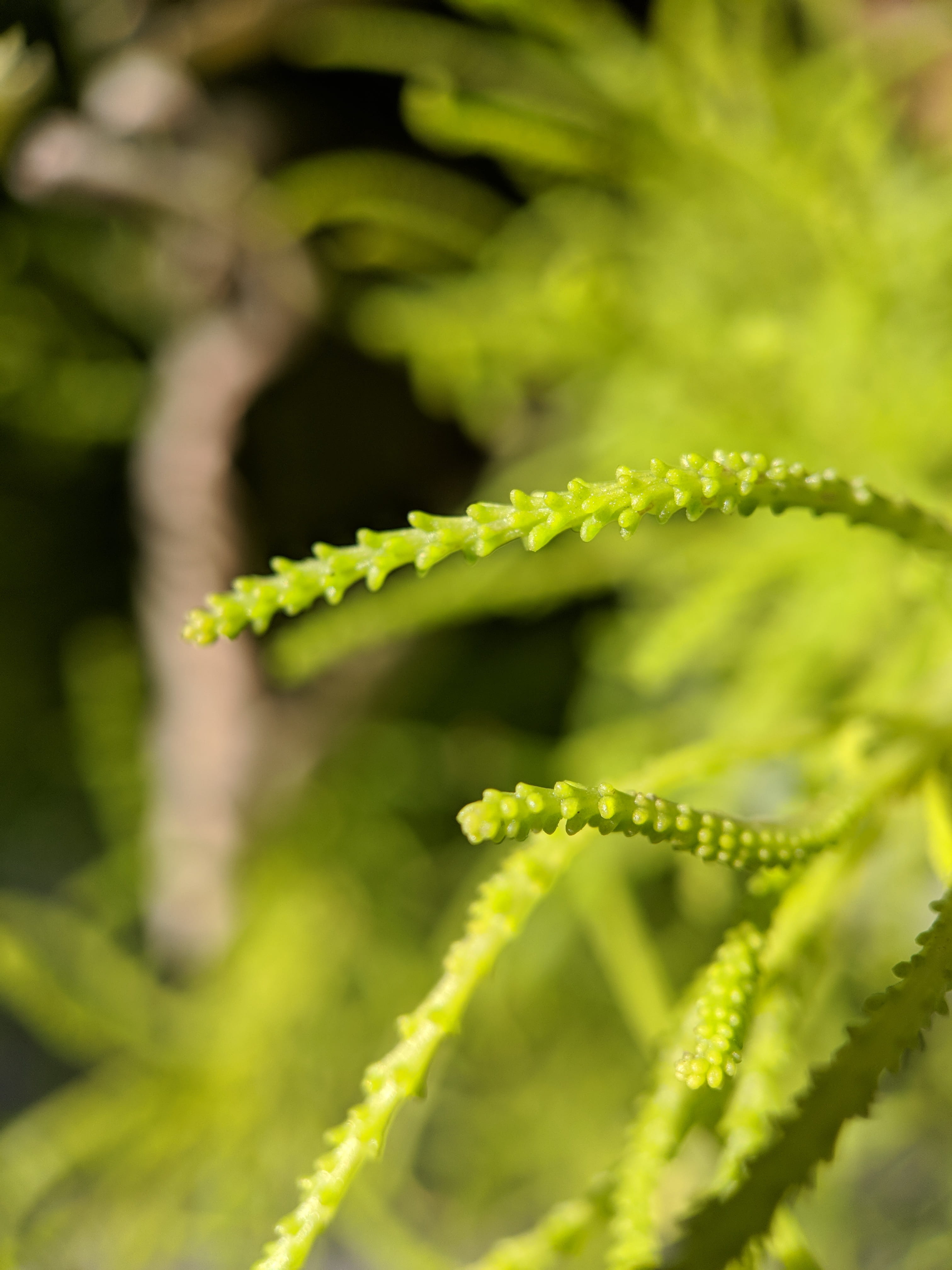 curled up, selective focus, fragility, focus on foreground, day, green color, united states, nature, fern, chlorophyll, close-up, no people, outdoors, chlorophyl, Phone HD Wallpaper