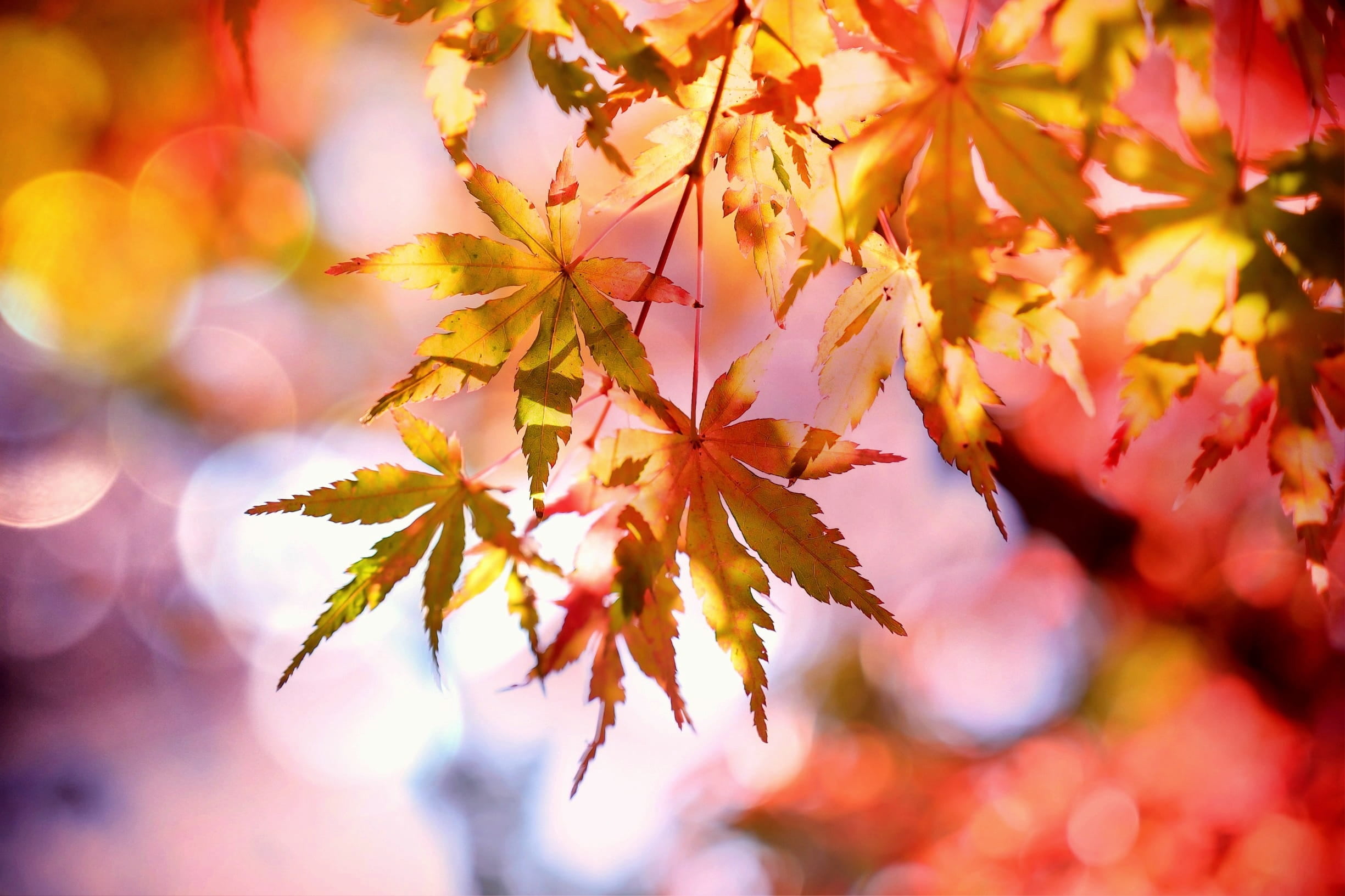 outdoors, no people, plant, beauty in nature, 1080P, bright, tranquility, orange color, emerge, change, maple leaf, colorful, nature, autumn colours, maple tree, HD Wallpaper