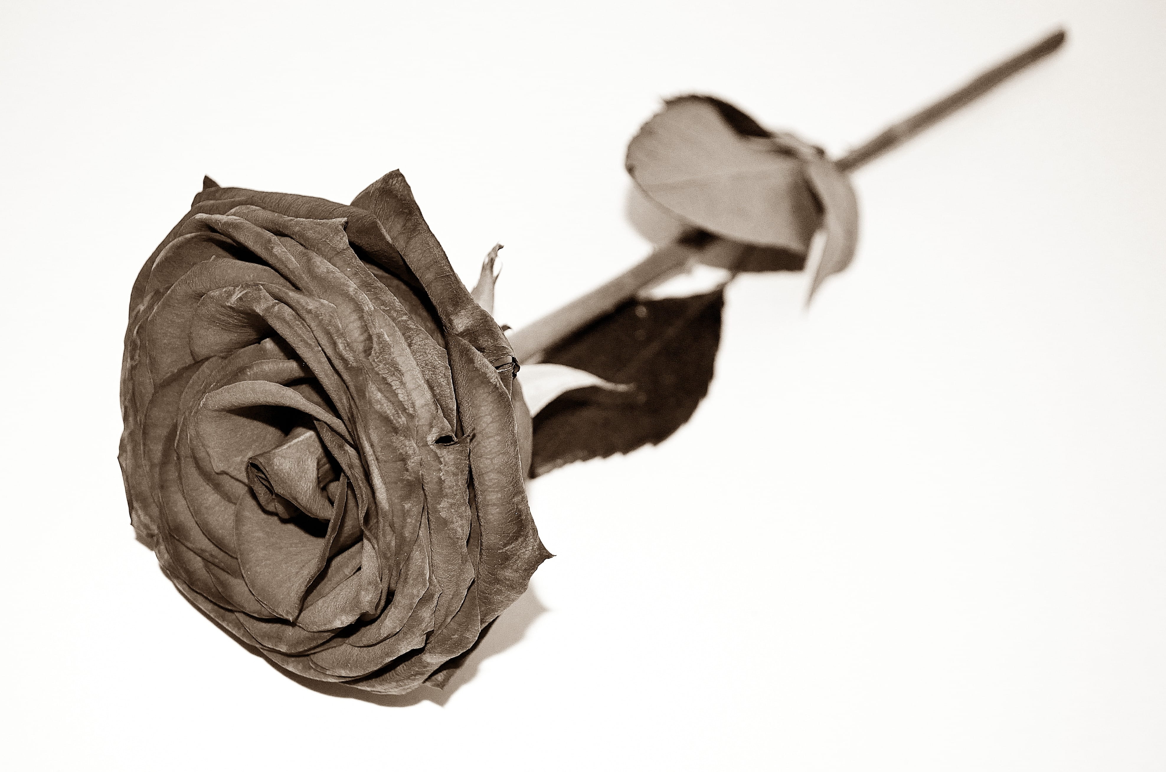 effect, season, light, focus on foreground, photography, people, nature, representation, sepia, close-up, Dead, human representation, Flowers, flower, no people, HD Wallpaper