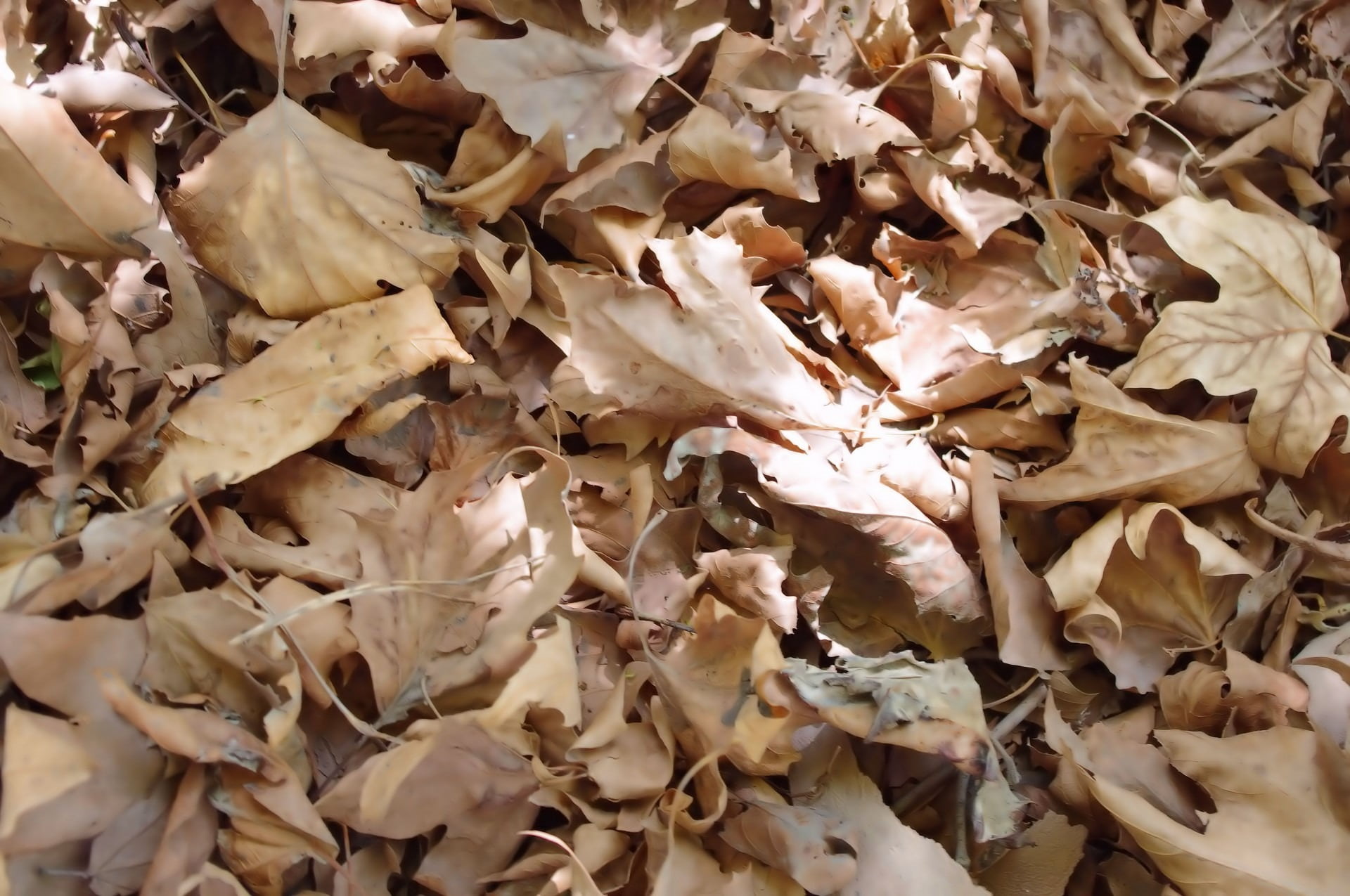 large group of objects, leaf, backgrounds, outdoors, dry, crunch, no people, abundance, end, heap, fragility, dried, full frame, vulnerability, 1080P, HD Wallpaper